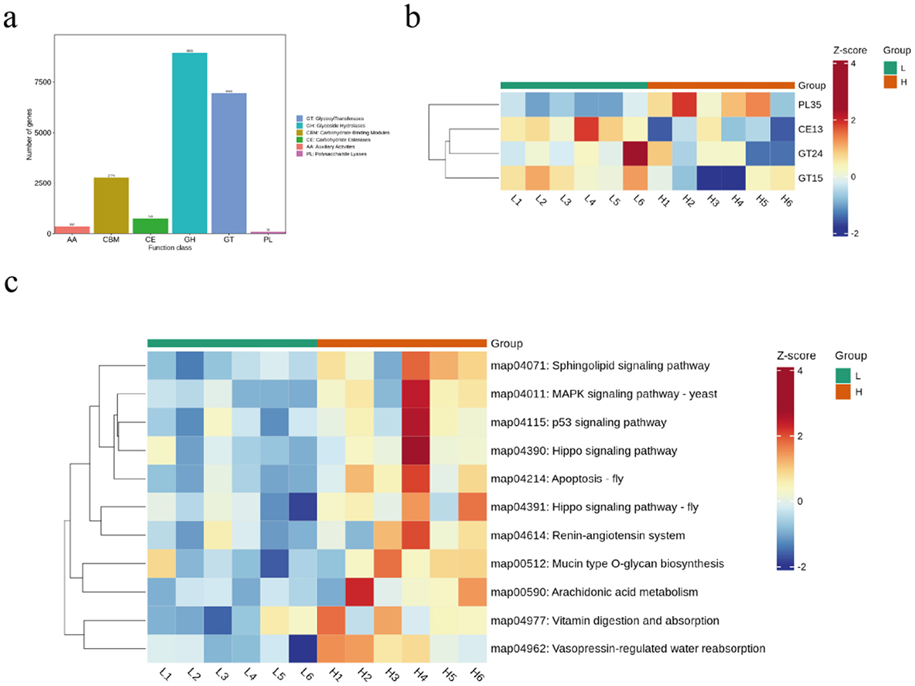 Three-panel image displays genomic data. Panel (a) shows a bar graph of gene counts in six function classes: AA, CBM, CE, GH, GT, and PL. Panel (b) is a heatmap with a color gradient from blue (-2) to red (4) showing z-scores across groups PL35, CE13, GT24, GT15, indicating group variations. Panel (c) is another heatmap displaying pathway z-scores, with color variations indicating values between -2 and 4 across pathways like sphingolipid signaling, MAPK signaling, and more. Group divisions are highlighted in green and orange.