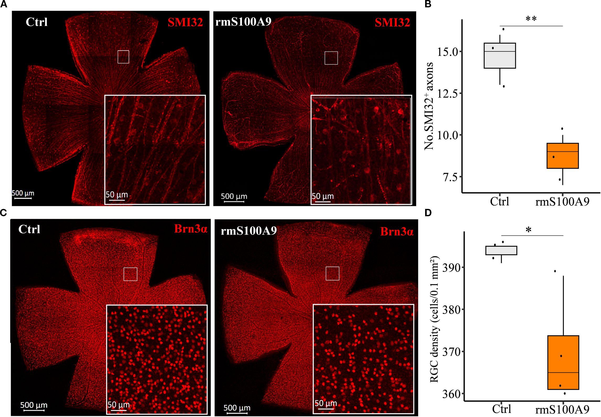 Four panels show microscopy images and box plots comparing neural structures in control and treatment conditions. Panels A and C display retinal tissue stained with SMI32 and Brn3α, respectively, highlighting neuronal features in red. Insets offer zoomed-in views. Panels B and D are box plots showing reductions in SMI32+ axon counts and RGC density in the rmS100A9 group compared to control, with statistical significance indicated by asterisks.