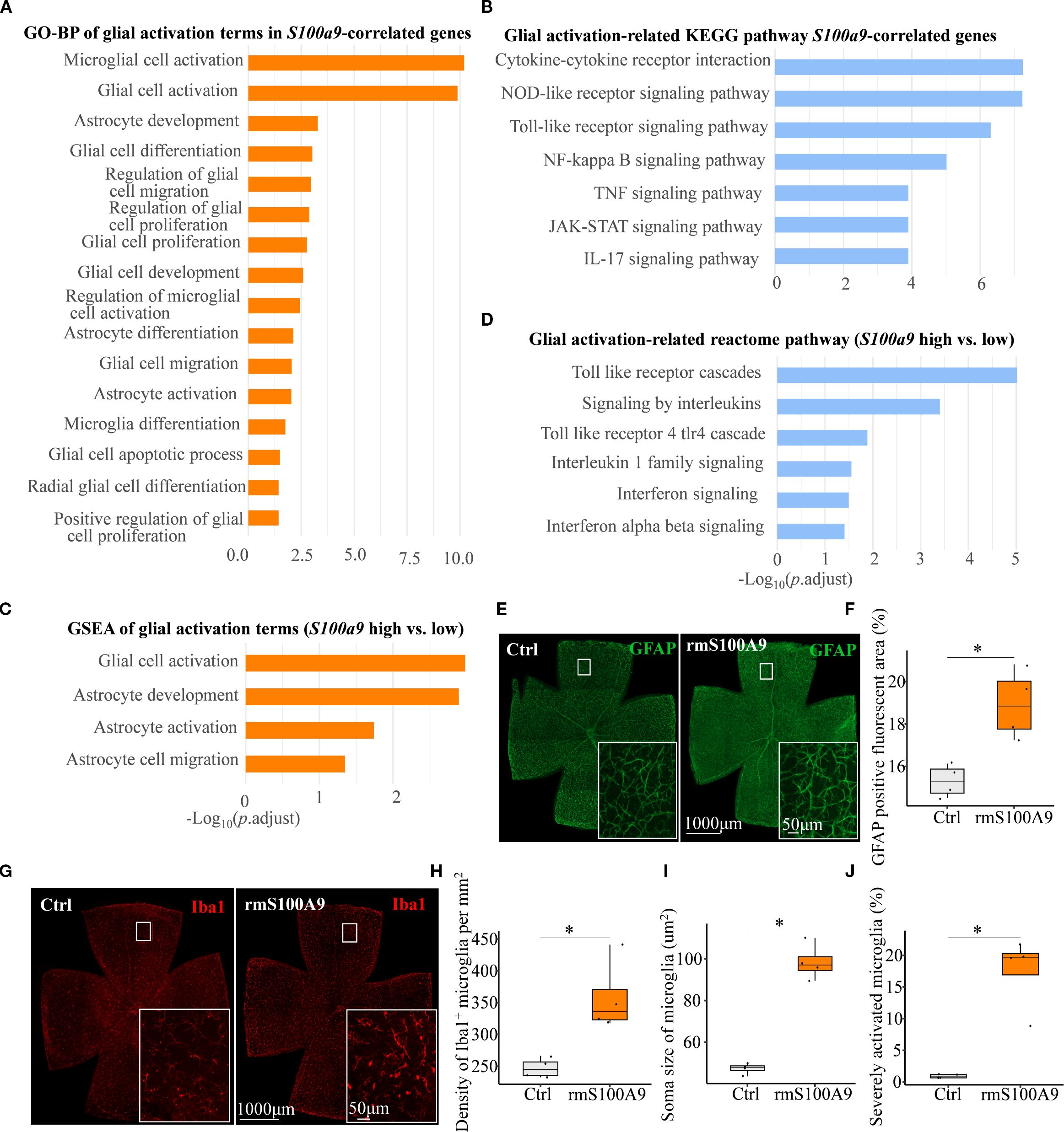 Grouped image presents data and graphics related to glial activation in S100a9-correlated genes: A. Bar chart shows Gene Ontology biological processes linked to glial activation, with microglial cell activation at the top. B. Bar chart illustrates KEGG pathways associated with glial activation, highlighting pathways like cytokine-cytokine receptor interaction. C. Bar chart displays gene set enrichment analysis results for glial activation terms comparing high vs. low S100a9 expression. D. Bar chart indicates Reactome pathway associations in S100a9 expression contexts. E. Fluorescent images compare GFAP staining in control vs. rmS100A9 samples. F-J. Box plots detail percentages and characteristics of fluorescence, microglial density, soma size, and activation severity.