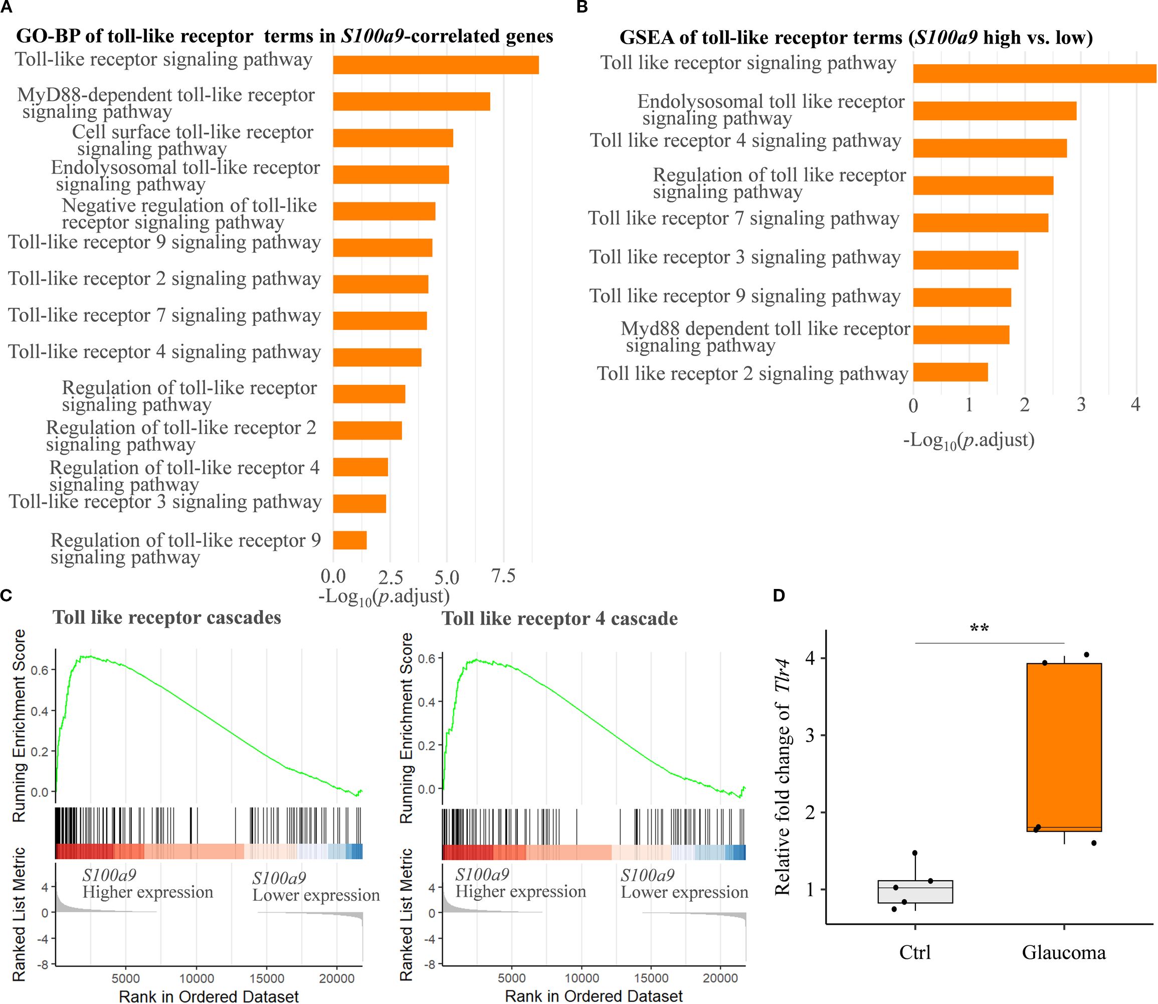 Grouped image showing four charts related to toll-like receptor pathways. A: Bar chart ranking GO-BP terms by -Log10(p.adjust) in S100a9-correlated genes, showing Toll-like receptor signaling pathways. B: Bar chart for GSEA of toll-like receptor terms comparing S100a9 high vs. low, highlighting the Toll-like receptor signaling pathway. C: Line graphs displaying enrichment scores for Toll-like receptor cascades with higher and lower S100a9 expression. D: Box plot showing relative fold change of Tlr4 in control vs. glaucoma, with glaucoma showing significantly higher levels.
