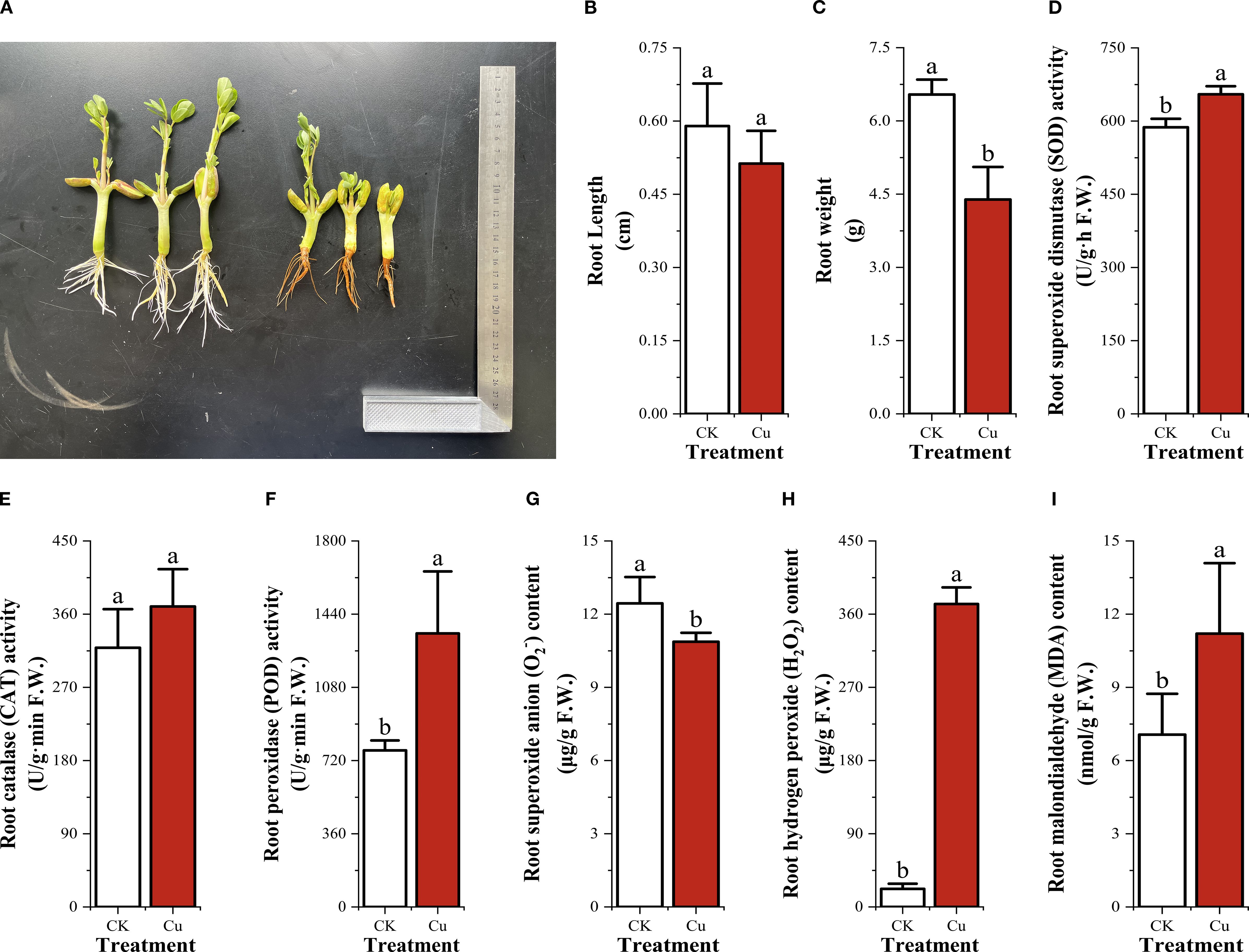 Bar charts illustrate various root parameters under CK and Cu treatments. Parameters measured include root length, weight, superoxide dismutase (SOD) activity, catalase (CAT) activity, peroxidase (POD) activity, superoxide anion content, hydrogen peroxide content, and malondialdehyde content. Significant differences are indicated by different letters above bars, with CK generally showing higher values in some parameters compared to Cu, except for Cu's higher values in POD and malondialdehyde content. Error bars represent variability within data sets.