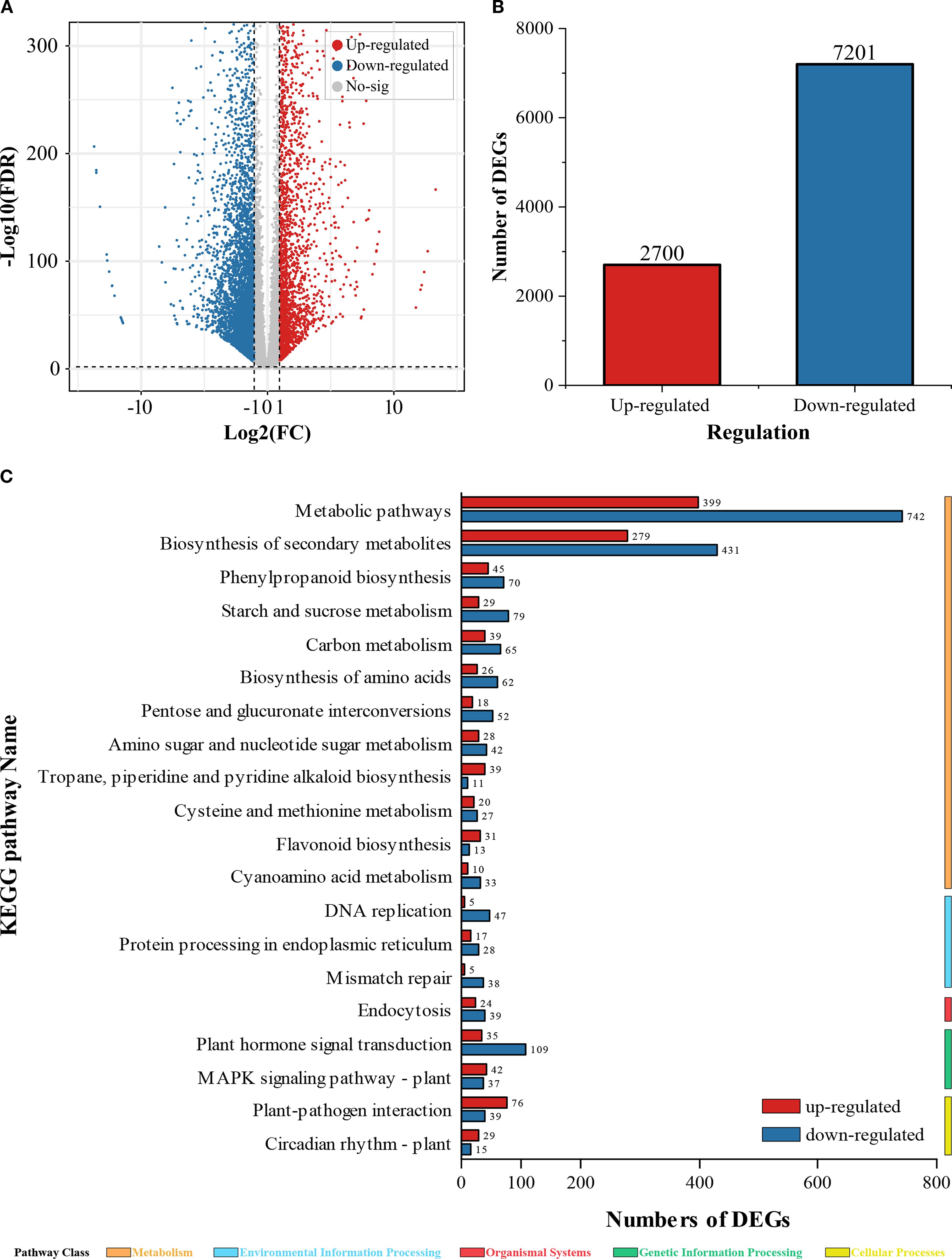 Panel A presents a volcano plot illustrating the distribution of differentially expressed genes (DEGs). Red and blue dots indicate up-regulated and down-regulated genes, respectively. Panel B displays a bar chart comparing the number of up-regulated (2,700) to down-regulated (7,201) DEGs. Panel C shows a detailed bar chart of KEGG pathway analysis, highlighting the number of DEGs across various pathways, such as metabolic pathways and biosynthesis. The bars are color-coded to show up-regulation and down-regulation within each pathway category.
