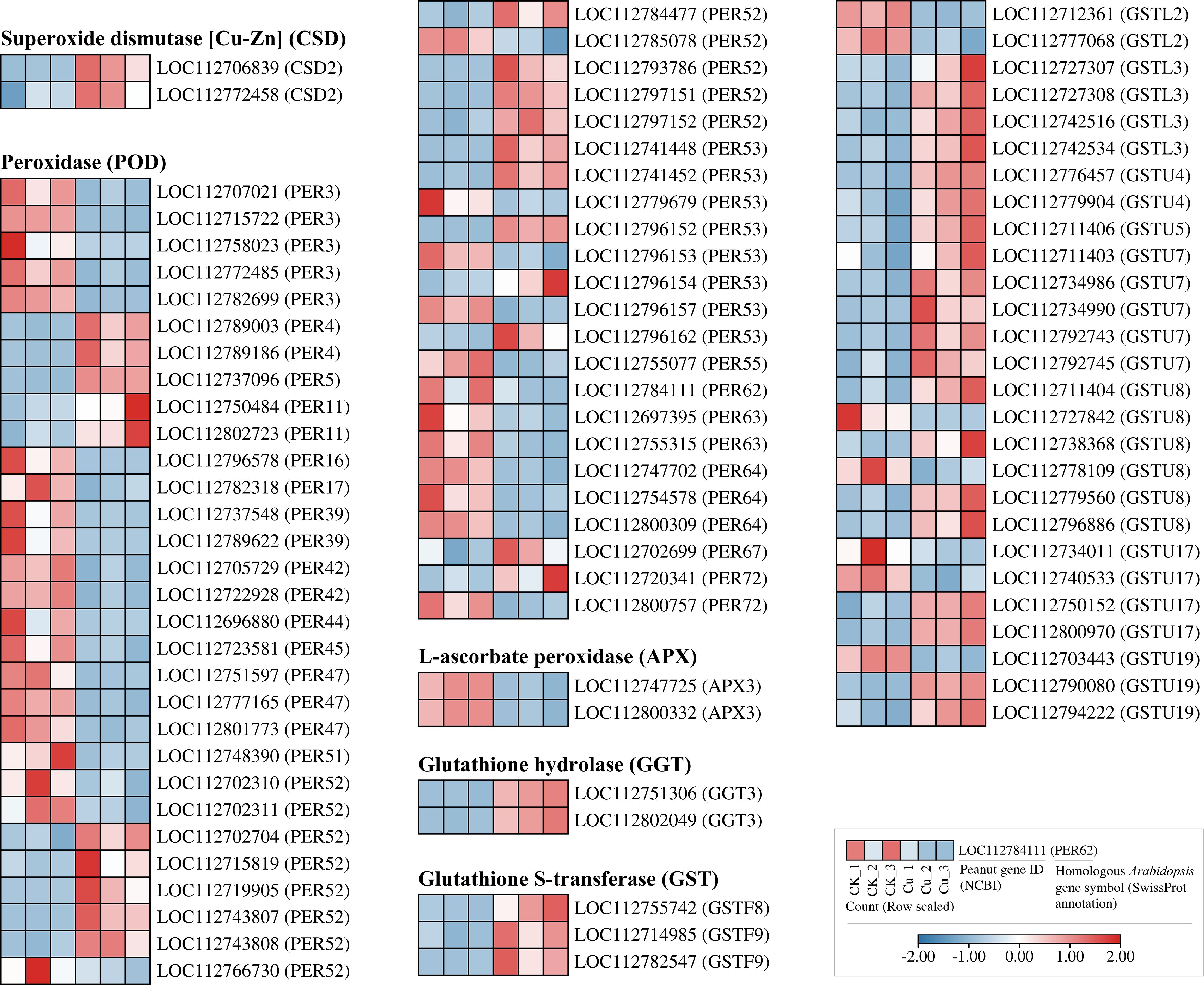 Heatmap showing expression levels of various antioxidant enzymes in peanuts. Enzymes include Superoxide dismutase, Peroxidase, L-ascorbate peroxidase, Glutathione hydrolase, and Glutathione S-transferase. Colors indicate expression, with red for high and blue for low. Gene identifiers and enzyme categories are labeled.