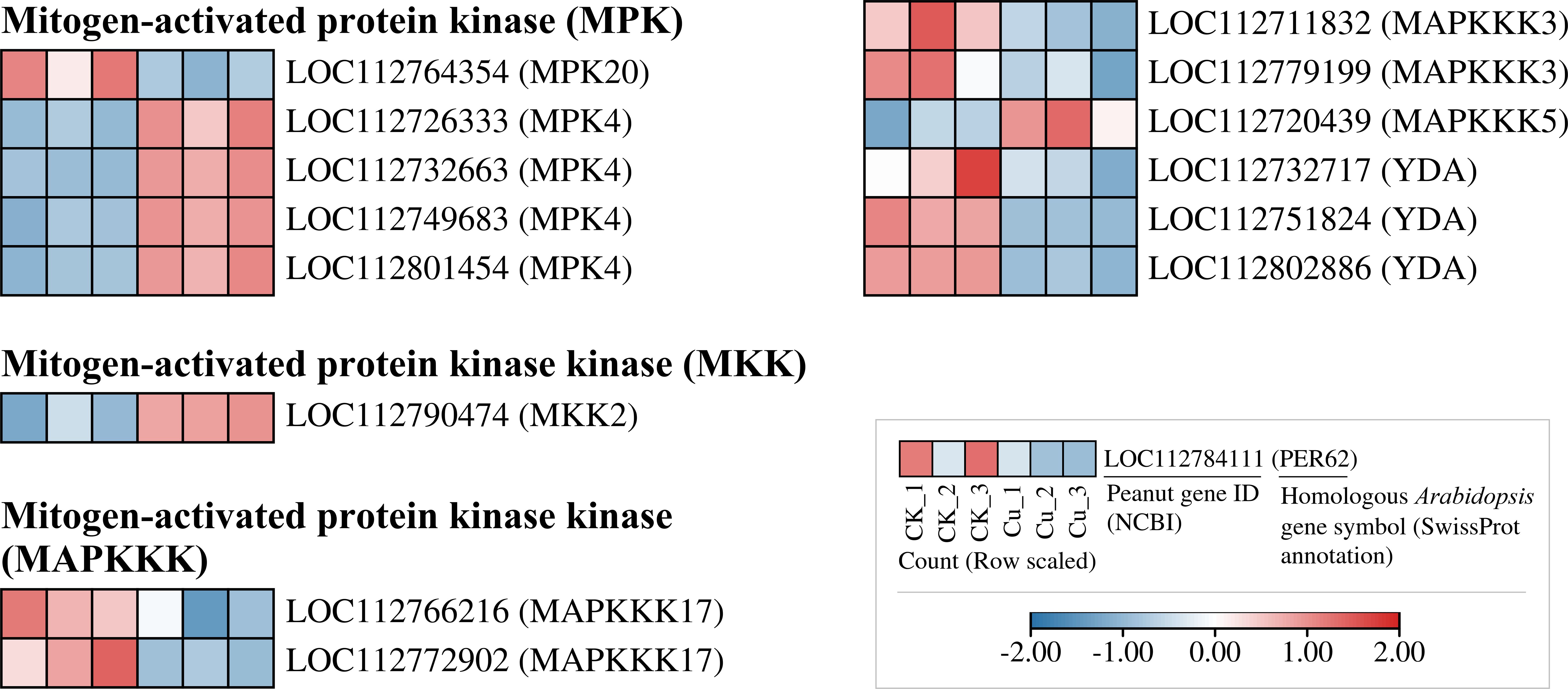 Heatmap showing expression patterns of mitogen-activated protein kinases (MPK), kinase kinases (MKK), and kinase kinase kinases (MAPKKK) with references to peanut gene IDs and homologous Arabidopsis gene symbols. Color scale ranges from -2.00 (blue) to 2.00 (red), indicating expression levels.