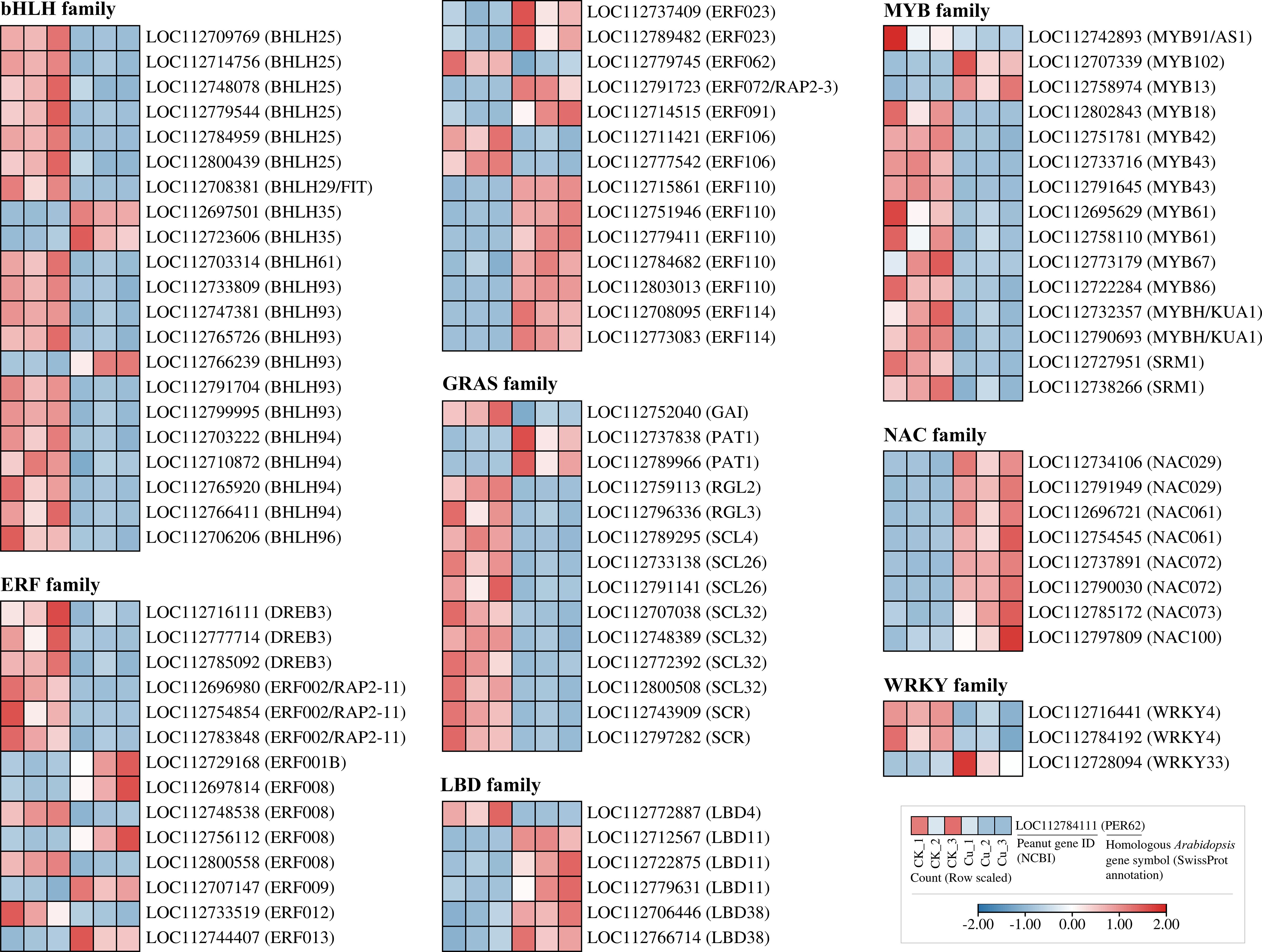 Heatmap depicting expression profiles of various gene families: bHLH, ERF, GRAS, LBD, MYB, NAC, and WRKY. Each family is represented by a grid of colored squares, indicating expression levels. Blue represents lower expression, while red signifies higher expression. Genes are labeled with their IDs, and a legend explains the scale from -2.0 to 2.0, with annotations for peanut gene IDs and homologous Arabidopsis genes.