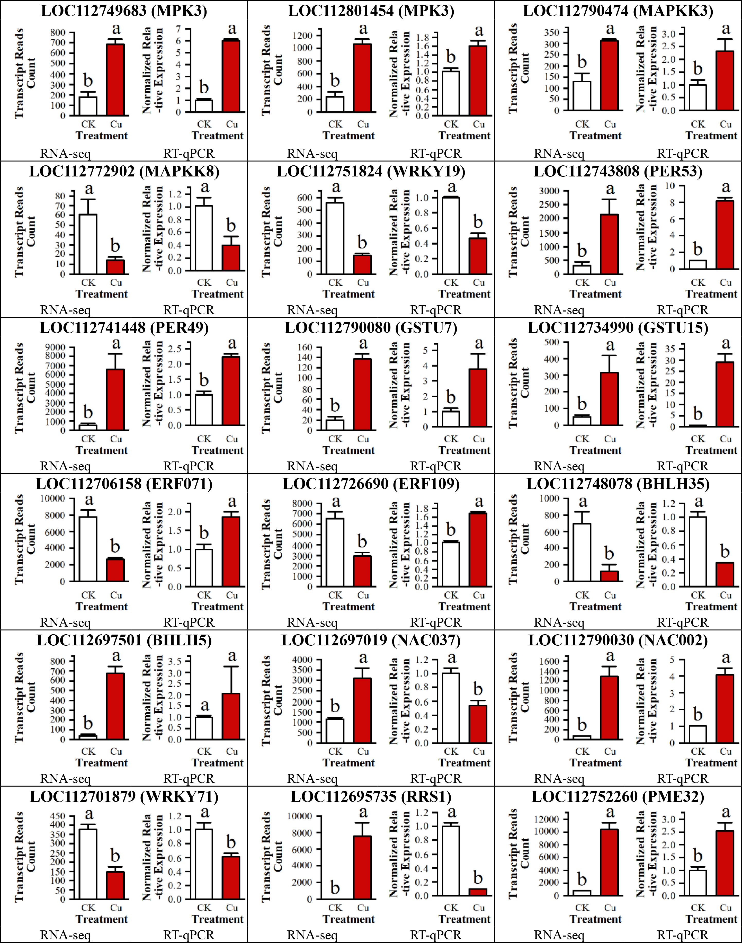 Grid of bar graphs showing transcript reads and expression levels under CK and Cu treatments. Each graph corresponds to specific genes such as MPK3, WRKY19, PER53, and others, with RNA-seq and RT-qPCR results. The y-axes show transcript counts and normalized expression; x-axes differentiate treatments. Significant differences indicated by letters above bars.