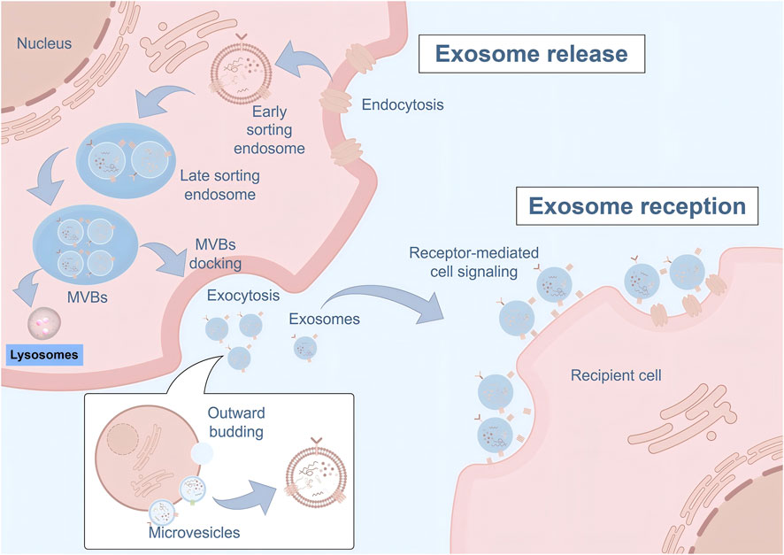 Diagram illustrating the process of exosome release and reception. It shows endocytosis at early and late sorting endosome stages, MVBs docking, and exocytosis in a donor cell. Exosomes then engage in receptor-mediated signaling with a recipient cell. An inset illustrates outward budding into microvesicles. Labels indicate structures like lysosomes and key stages.