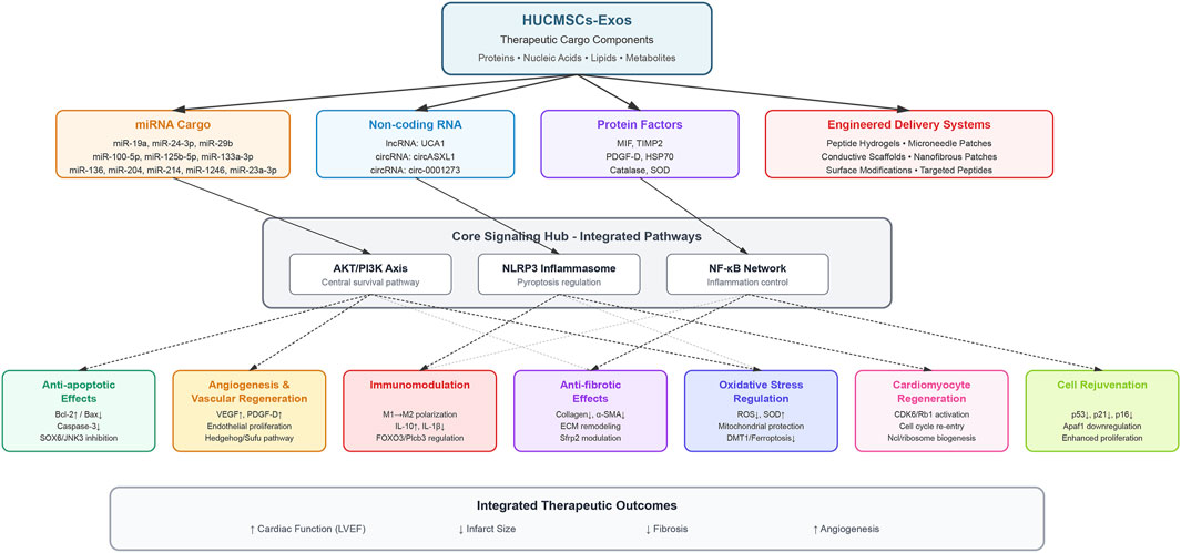 Diagram of the therapeutic cargo components of HUCMSCs-Exos, including proteins, nucleic acids, lipids, and metabolites. It shows miRNA cargo, non-coding RNA, protein factors, and engineered delivery systems linked to a core signaling hub with integrated pathways like AKT/PI3K axis, NLRP3 inflammasome, and NF-κB network. These affect anti-apoptotic effects, angiogenesis, immunomodulation, anti-fibrotic effects, oxidative stress regulation, cardiomyocyte regeneration, and cell rejuvenation. The therapeutic outcomes are improved cardiac function, reduced fibrosis, and increased angiogenesis.