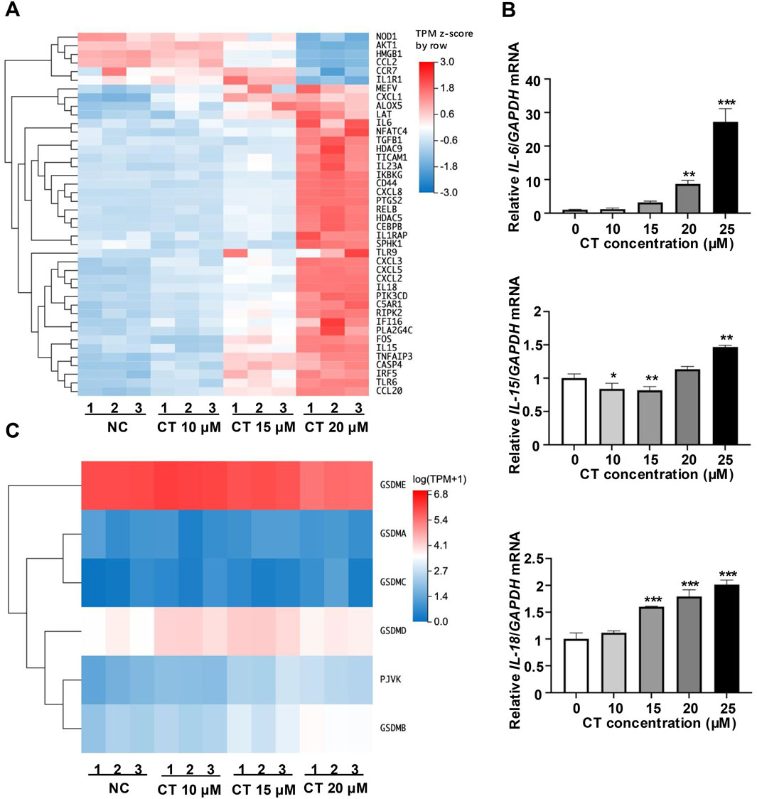 A composite image consists of three panels: Panel A is a heatmap depicting gene expression levels under different conditions, with color gradients from blue (low expression) to red (high expression). Panel B shows bar graphs indicating the relative expression of IL-6, IL-15, and IL-18 mRNA at various CT concentrations, with significance marked by asterisks. Panel C is another heatmap illustrating the expression of different genes, with a similar color gradient and arrangement as Panel A.