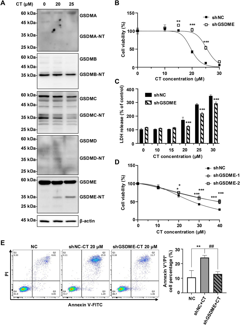 Western blot and graph analysis showing the effects of varying concentrations of CT on different proteins and cell viability. Panel A displays protein expression levels for GSDMA, GSDMB, GSDMC, GSDMD, and GSDME. Panels B and D depict line graphs indicating cell viability percentage against CT concentration, comparing shNC and shGSDME. Panel C shows a bar graph for LDH release percentage with increasing CT concentrations. Panel E features flow cytometry plots with Annexin V-FITC and PI, and a bar graph showing cell apoptosis percentages. Data markers indicate statistical significance.