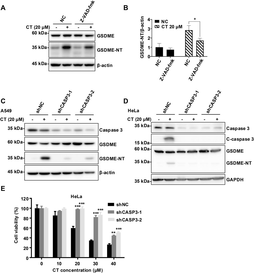 Western blot and bar chart analysis examining the effects of treatments on protein expression and cell viability. Panels A and D depict protein levels of GSDME, GSDME-NT, and β-actin or GAPDH in different experimental conditions using A549 and HeLa cell lines. Panel B is a bar chart indicating relative expression levels of GSDME-NT. Panel C shows protein expression of caspase 3, GSDME, and GSDME-NT in A549 cells under specific treatments. Panel E is a bar chart demonstrating HeLa cell viability at varying concentrations of CT, with statistical significance denoted, where relevant, by asterisks.