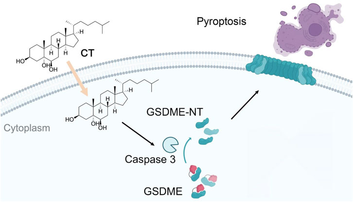Diagram illustrating the process of pyroptosis. CT molecule enters the cytoplasm, facilitating the activation of GSDME-NT and Caspase 3. This leads to the formation of GSDME, causing cell membrane pore formation and eventual cell death.