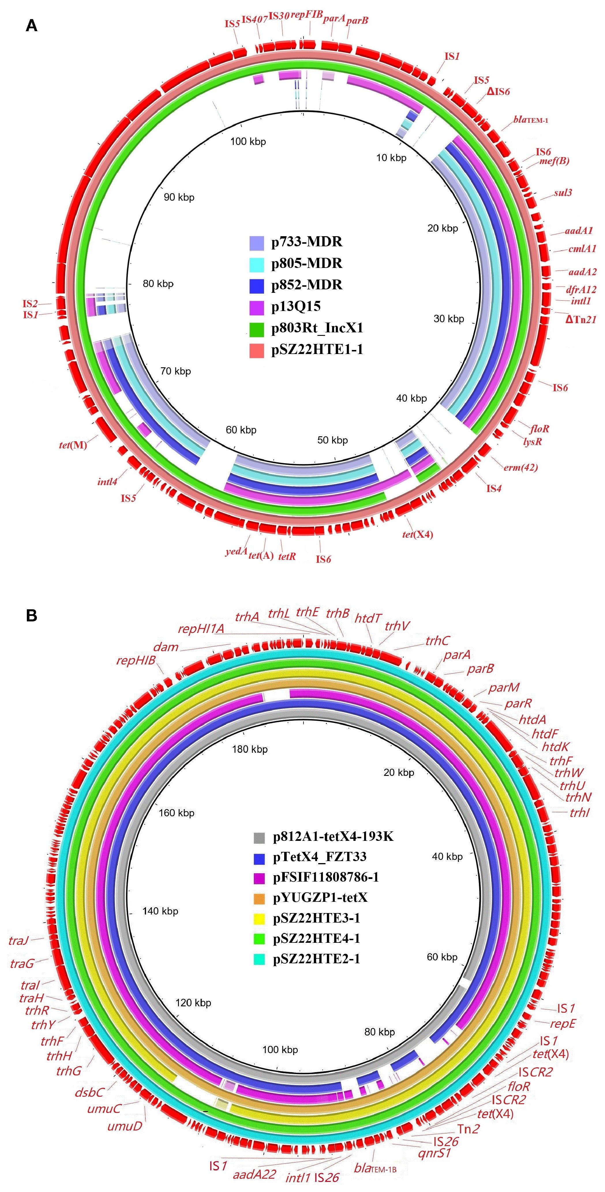 Two circular plasmid maps labeled A and B. In A, six plasmids are color-coded, showing genetic features like resistance genes and insertion sequences, marked in red text around the rings. B shows a similar layout with seven different plasmids, also color-coded and annotated with genes and sequences. Both maps display kilobase pair (kbp) markers for size reference.