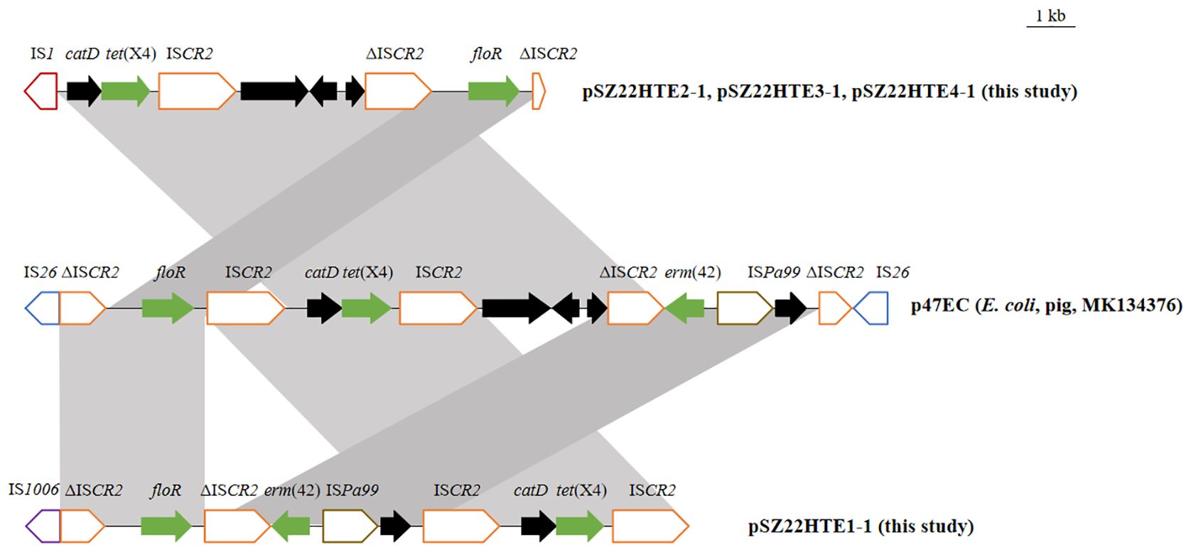 Comparison of genetic structures in plasmids pSZ22HTE2-1, pSZ22HTE3-1, pSZ22HTE4-1, p47EC, and pSZ22HTE1-1. Arrow shapes and colors indicate different genes and elements, showing similarities and differences in gene sequences, including ISCR2, floR, catD, and IS26. A scale of one kilobase is included.