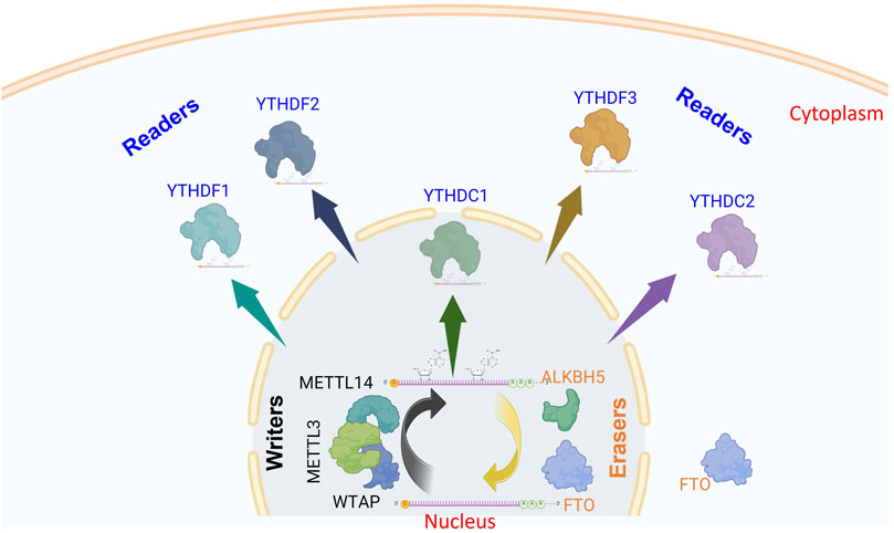 Illustration of the m6A RNA modification process, showing