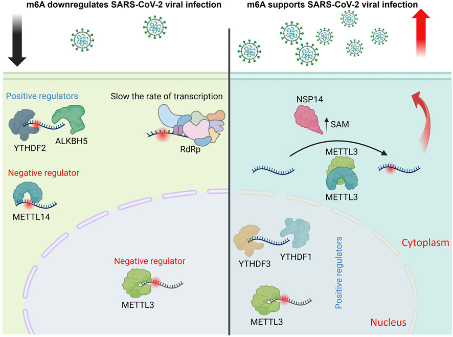 Diagram showing the effects of m6A on SARS-CoV-2 infection. Left side: m6A downregulates infection with negative regulation by METTL3 and METTL14. Positive regulators YTHDF2 and ALKBH5 slow transcription via RdRp. Right side: m6A supports infection with positive regulation by METTL3 and YTHDF proteins in the cytoplasm. NSP14 and SAM are involved in upregulation.