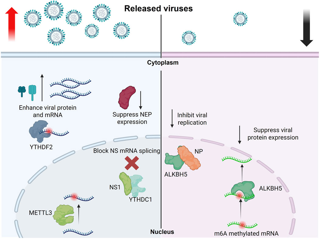 Diagram illustrating viral replication and suppression mechanisms in a cell. In the cytoplasm, YTHDF2 enhances viral protein and mRNA, while an unspecified element suppresses NEP expression. In the nucleus, METTL3 and m6A methylated mRNA are involved in blocking NS mRNA splicing. ALKBH5, in the presence of NP, inhibits viral replication while suppressing protein expression. Released viruses are shown moving out of the cell.