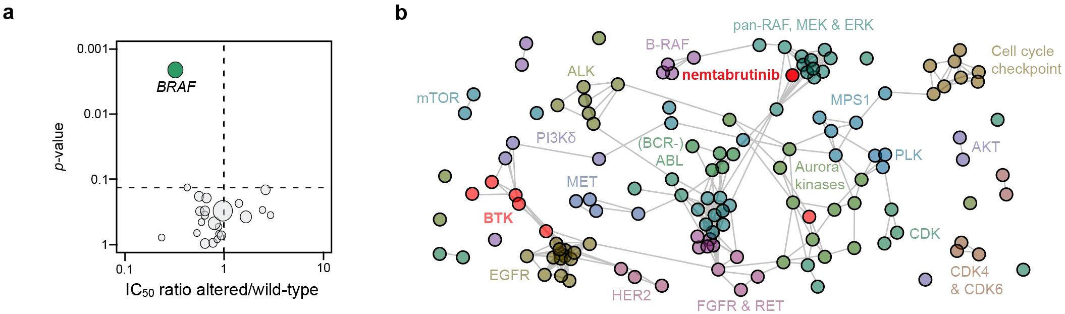 Graph a shows a scatter plot of IC50 ratio against p-value, highlighting BRAF mutant cell lines with a green dot significantly above the others. Graph b presents a network map of 135 kinase inhibitors, with connections illustrated by lines. Key elements include BTK, mTOR, and nemtabrutinib, each in distinct colors and positions.
