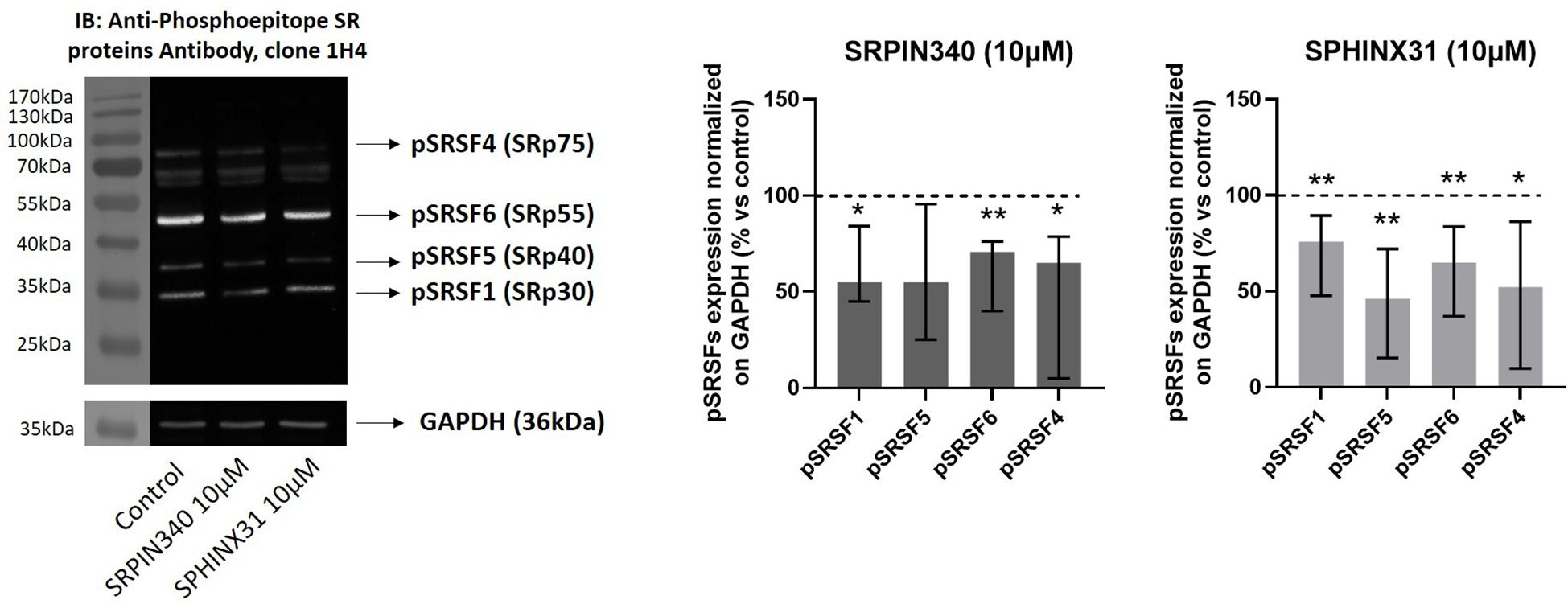 Western blot and bar graphs depict the expression of phosphorylated SR proteins (pSRSF1, pSRSF5, pSRSF6, and pSRSF4) normalized against GAPDH. The graphs compare SRPIN340 and SPHINX31 treatments at ten micromolar concentrations to the control, indicating reductions in protein phospohorylation level, with statistical significance denoted by asterisks.