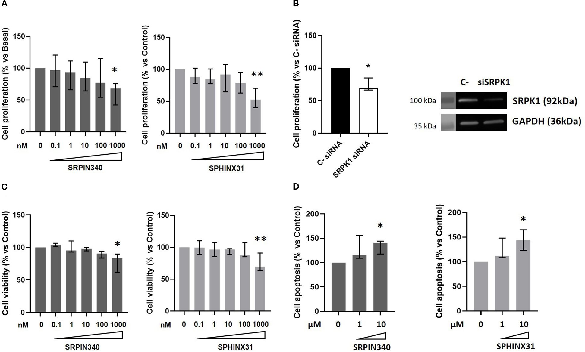 Four-panel image showing graphs and a blot related to cell studies: A) Bar graphs depict cell proliferation percentages against different concentrations of SRPIN340 and SPHINX31, with notable decreases marked by asterisks. B) Bar graph compares cell proliferation with C-siRNA and SRPK1 siRNA, showing a significant reduction with SRPK1 siRNA. A corresponding blot indicates presence of proteins SRPK1 and GAPDH. C) Bar graphs for cell viability using SRPIN340 and SPHINX31 show decreased viability at higher concentrations, marked by asterisks. D) Bar graphs for cell apoptosis using SRPIN340 and SPHINX31 indicate increased apoptosis at higher concentrations, marked by asterisks.