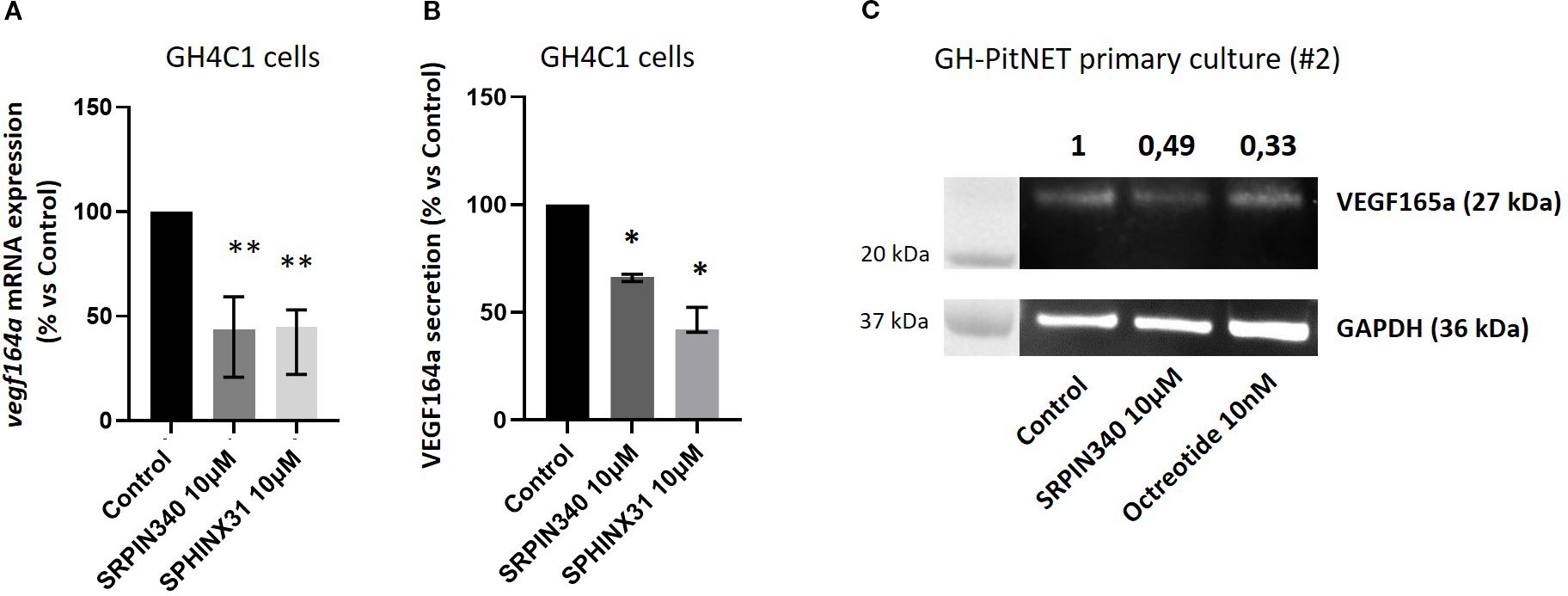 Bar graphs A and B present data on GH4C1 cells. Graph A shows vegf164a mRNA expression with control, SRPIN340, and SPHINX31 groups, each significantly reduced compared to control. Graph B illustrates VEGF164a secretion, also reduced in treatment groups. Panel C depicts a western blot analysis of GH-PitNET primary culture, showing VEGF165a and GAPDH bands under different treatment conditions with quantifications labeled above.