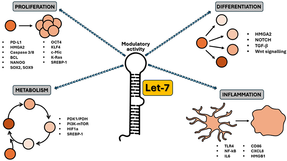 Diagram illustrating the modulatory activity of Let-7, impacting proliferation, differentiation, metabolism, and inflammation. Proliferation involves factors like PD-L1 and OCT4. Differentiation includes HMGA2 and TGF-β. Metabolism features pathways like PI3K-mTOR. Inflammation involves TLR4 and IL6. Each category is connected to Let-7 by arrows.