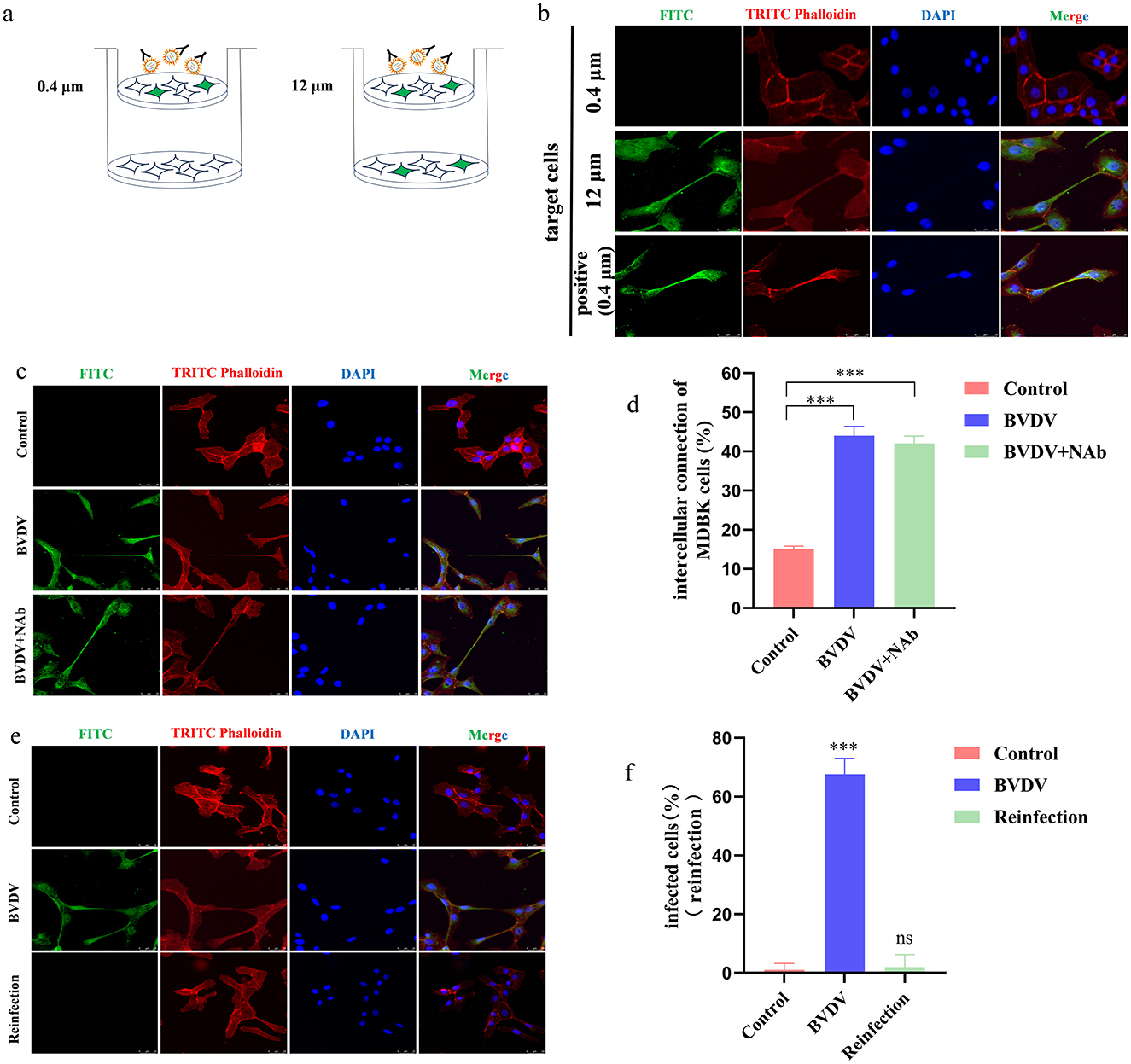 Diagram illustrating a multi-part scientific study. Panel (a) shows a schematic of cell migration experiments with two setups: 0.4 μm and 12 μm. Panel (b) provides images of cells stained with FITC, TRITC Phalloidin, and DAPI at different conditions. Panel (c) shows stained cell images under control, BVDV, and BVDV plus NAb conditions. Panel (d) features a bar chart displaying the percentage of intercellular connections among MDBK cells under different treatments, showing significant differences. Panel (e) presents staining results for control, BVDV, and reinfection scenarios. Panel (f) includes a bar chart for infected cell percentages, indicating significant increases in specific conditions.