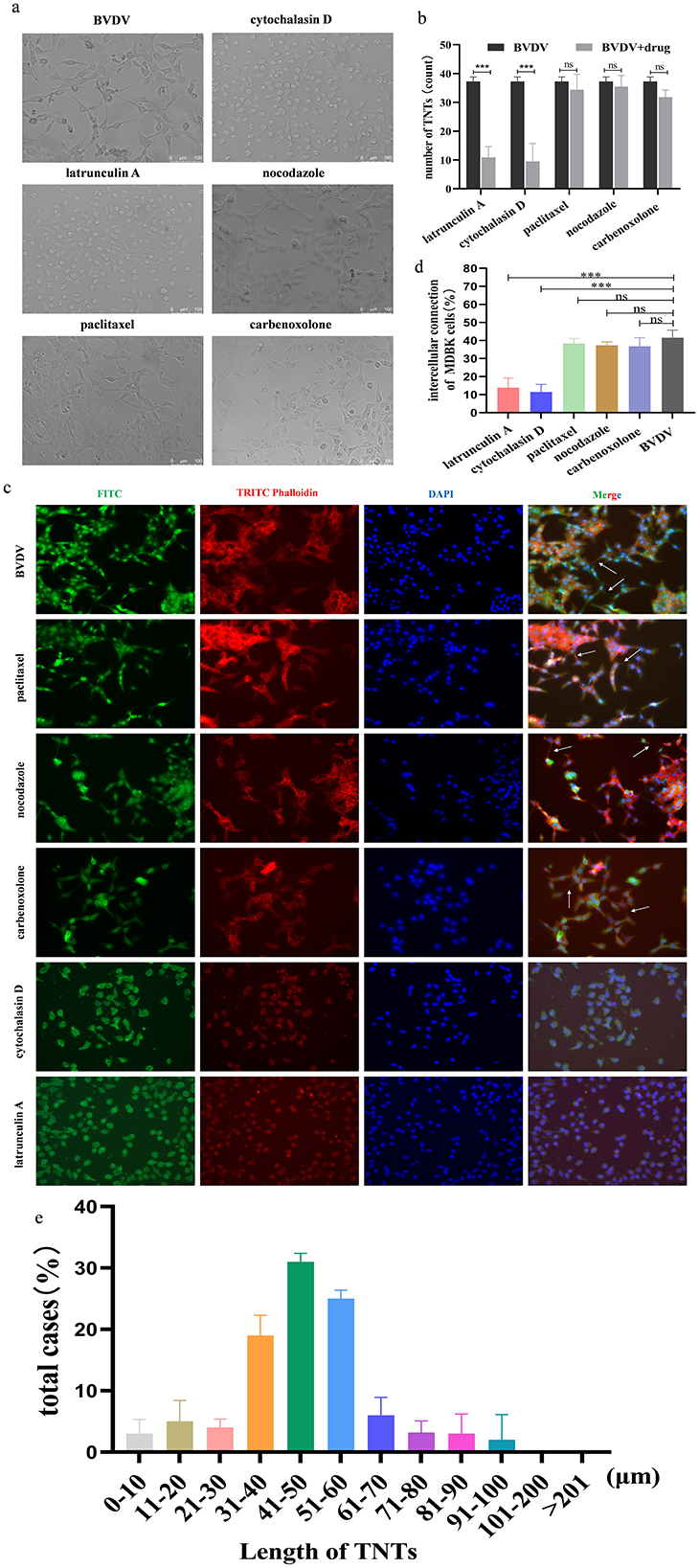 Microscopic images and graphs analyzing the effects of various drugs on cells. Panel a shows six grayscale images of cells treated with different drugs: BVDV, cytochalasin D, latrunculin A, nocodazole, paclitaxel, and carbenoxolone. Panel b presents a bar graph comparing the number of tunneling nanotubes (TNTs) in treated versus untreated cells, noting significance. Panel c includes fluorescent images showing the staining of cells with FITC, TRITC/Phalloidin, DAPI, and a merged view for each drug. Panel d displays a bar graph of drug-induced contraction percentages in MBDRCs. Panel e is a bar graph of TNT lengths in treated cells as a percentage of total cases.