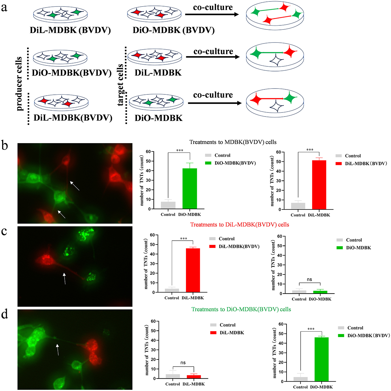 Diagram and microscopy images illustrate co-culture experiments with MDBK cells. Section (a) shows diagrams of cell interactions with labeled diagrams for DiL-MDBK and DiO-MDBK in co-culture conditions. Sections (b), (c), and (d) display fluorescence microscopy images of cells with arrows indicating specific features, alongside bar graphs comparing the number of tunneling nanotubes (TNTs) formed under different conditions, with significant differences marked as “***” or “ns” for not significant.