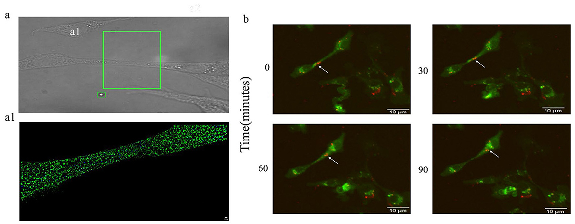 Microscopic images depicting biological observations. Image 'a' shows a labeled area, with 'a1' highlighting a structure with green fluorescence. Image 'b' consists of four panels representing time points at 0, 30, 60, and 90 minutes, showing green and red fluorescence in cellular structures. White arrows indicate specific areas of interest in each panel. Each panel is marked with a scale bar of ten micrometers.
