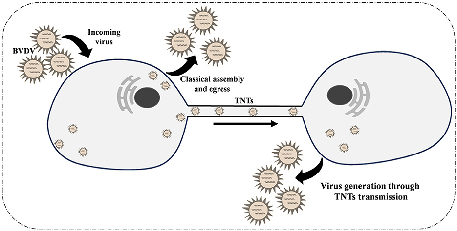 Diagram illustrating the process of BVDV virus transmission. The virus enters a cell, undergoes classical assembly and egress, and spreads through tunneling nanotubes (TNTs) to a neighboring cell, facilitating further virus generation and transmission.