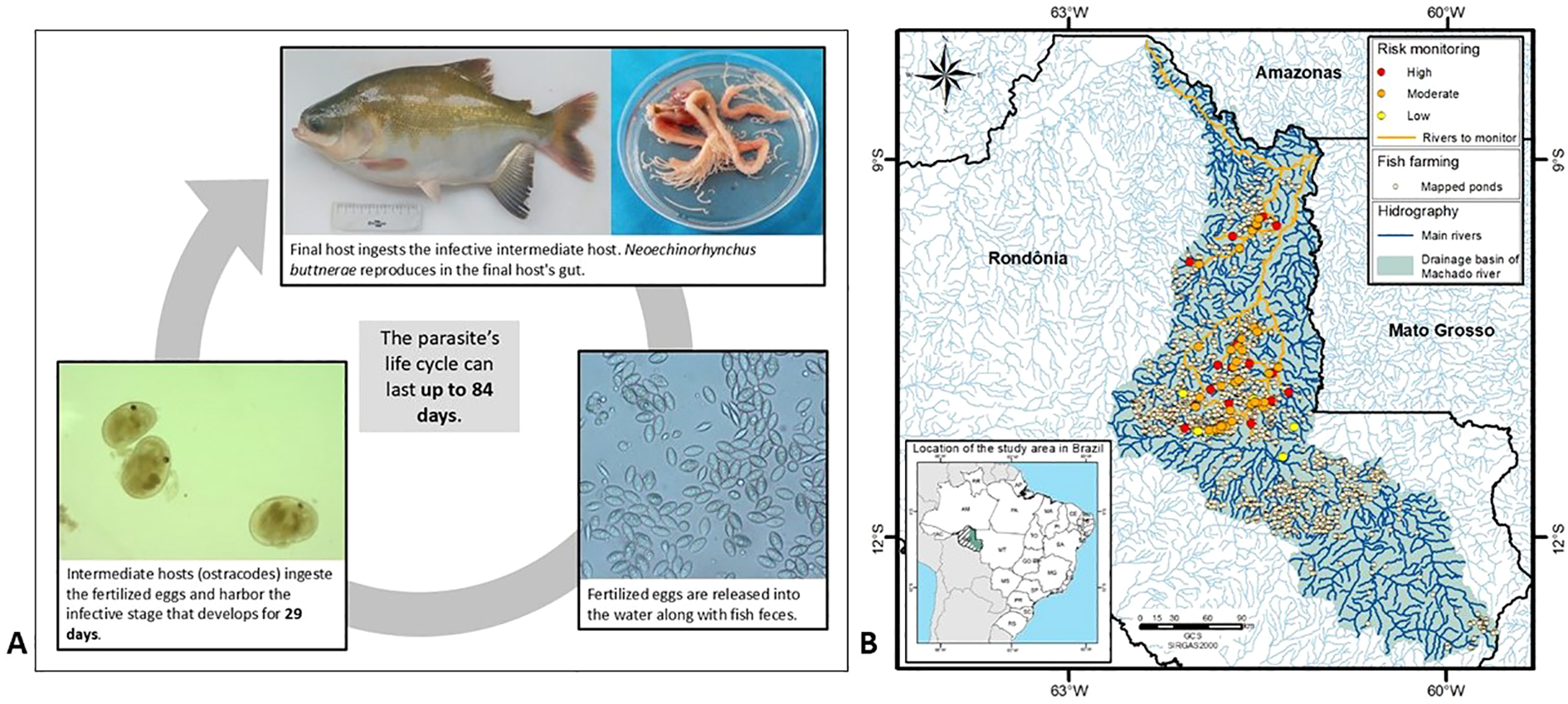 Diagram illustrating the life cycle of the parasite Neoechinorhynchus buttnerae. Panel A shows the phases: fertilized eggs released with fish feces, ingested by ostracodes, developing infective stages for 29 days, and final ingestion by fish. The cycle lasts up to 84 days. Panel B features a map of the study area in Brazil, highlighting risk monitoring and fish farming locations near the Machado River.