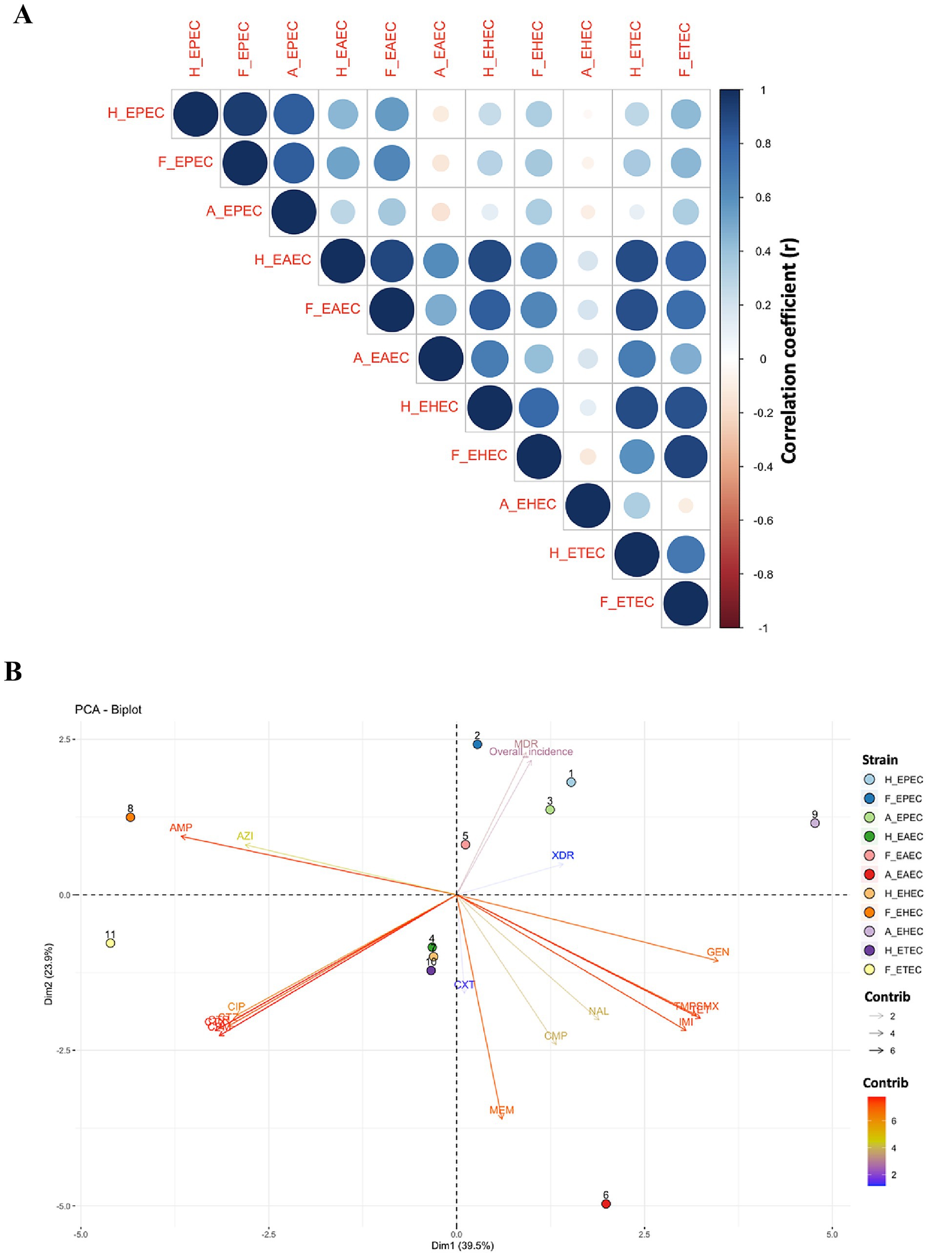 Panel A shows a correlation matrix using colored circles to illustrate correlation coefficients for different pathotypes, ranging from negative (red) to positive (blue). Panel B is a PCA biplot displaying the relationships among various pathotypes, showing their contributions with colored arrows._axes are labeled Dim1 and Dim2, indicating variance percentages. Strain contributions are color-coded, with a legend indicating specific strains.