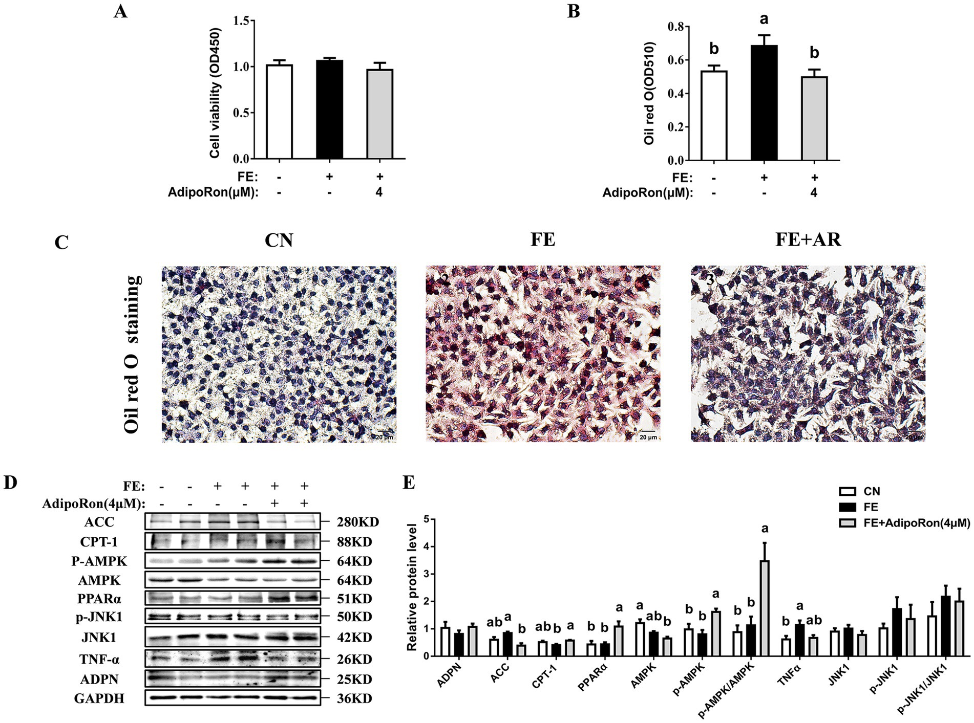 Graphs and images depict the effects of AdipoRon on cells. Graph A shows cell viability across different treatments. Graph B shows oil red O staining intensity. Section C presents microscopy images of stained cells under various conditions: CN, FE, and FE+AR. Panel D displays western blot bands for proteins like ACC, AMPK, and TNF-α, indicating molecular weights. Graph E summarizes relative protein levels from different treatments, using bar charts for proteins like ADPN, ACC, and AMPK.