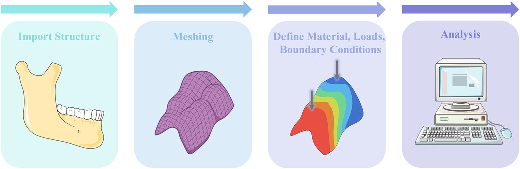 Flowchart illustrating a four-step process in biomechanical analysis. Step 1: Import Structure, shown by a jawbone illustration. Step 2: Meshing, represented by a purple mesh. Step 3: Define Material, Loads, Boundary Conditions, with a rainbow-colored shape indicating applied forces. Step 4: Analysis, depicted with a computer setup. Each step is connected by arrows.