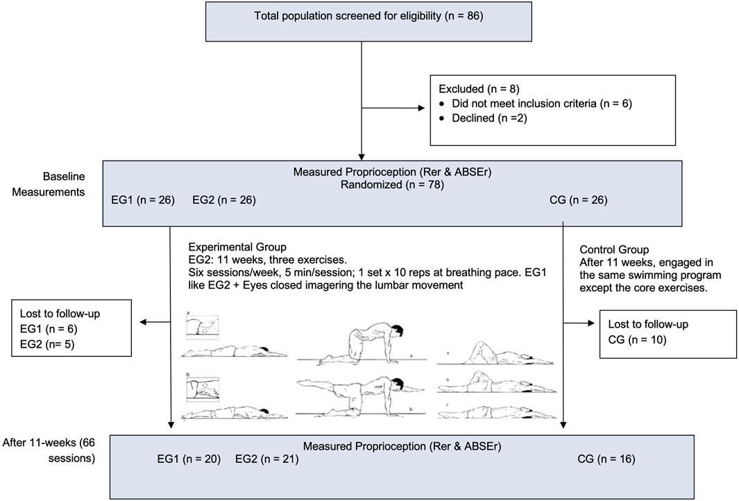 Flowchart of a study screening 86 participants, excluding 8. Remaining 78 are divided into two experimental groups (EG1, EG2) and a control group (CG), each with 26 participants. EG2 involves an 11-week exercise program, while EG1 includes additional imagery. After 11 weeks, losses reported: EG1 (6), EG2 (5), CG (10). Post-experiment group sizes: EG1 (20), EG2 (21), CG (16).