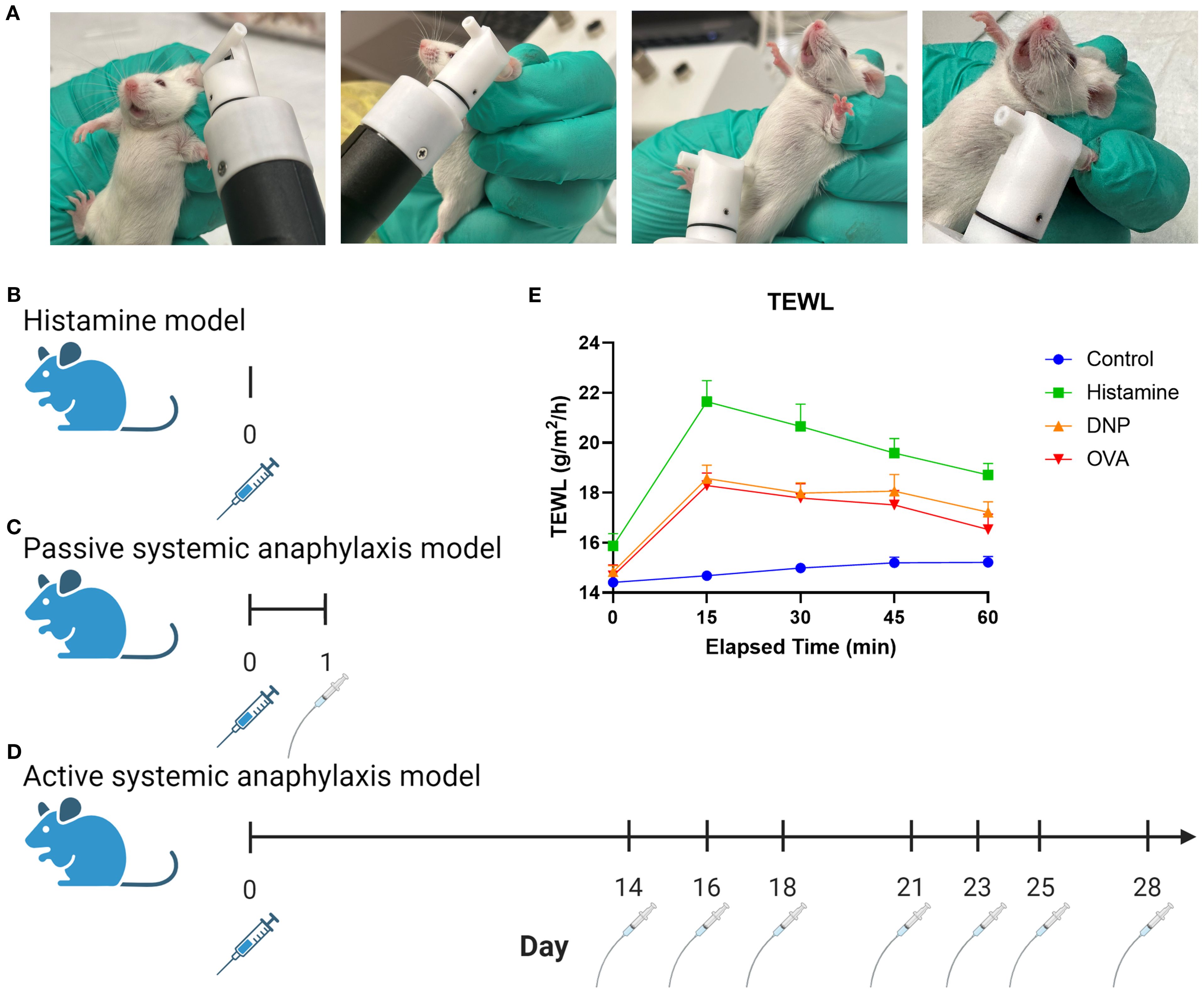 Panel A shows a series of images where a mouse is being anesthetized with a specific device. Panels B, C, and D illustrate different anaphylaxis models involving mice: the histamine model, passive systemic anaphylaxis model, and active systemic anaphylaxis model, with corresponding timelines and injection graphs. Panel E details outcome measures, including anaphylaxis score, temperature change, transepidermal water loss (TEWL), and mast cell protease-1 (MCPT-1), represented by icons and charts.