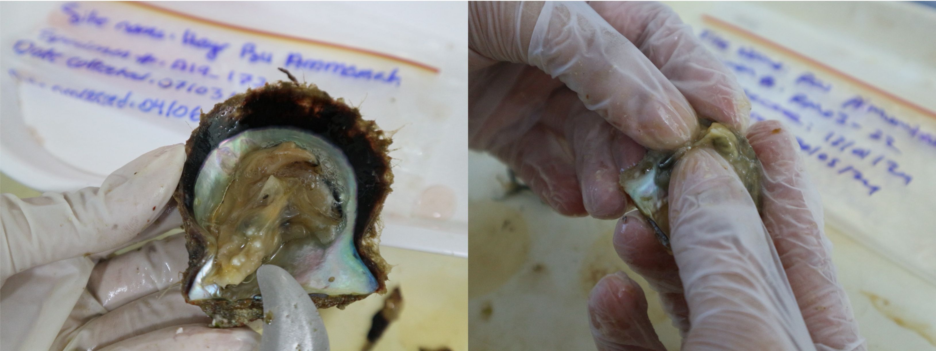 Two close-up images of a person wearing gloves inspecting an oyster. The oyster is opened to reveal its interior, with a blurred background showing handwritten notes on what appears to be a container. The interaction is focused on the examination of the oyster's contents.