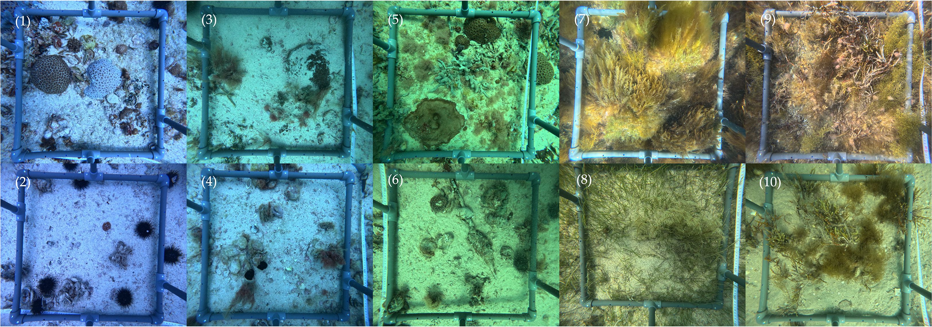 Ten underwater frames, each numbered, show various marine environments on the ocean floor. Frames display different sea life, including corals, algae, and sea urchins, set within sandy and rocky seabeds. The frames illustrate the diversity of marine vegetation and organisms across different sections.