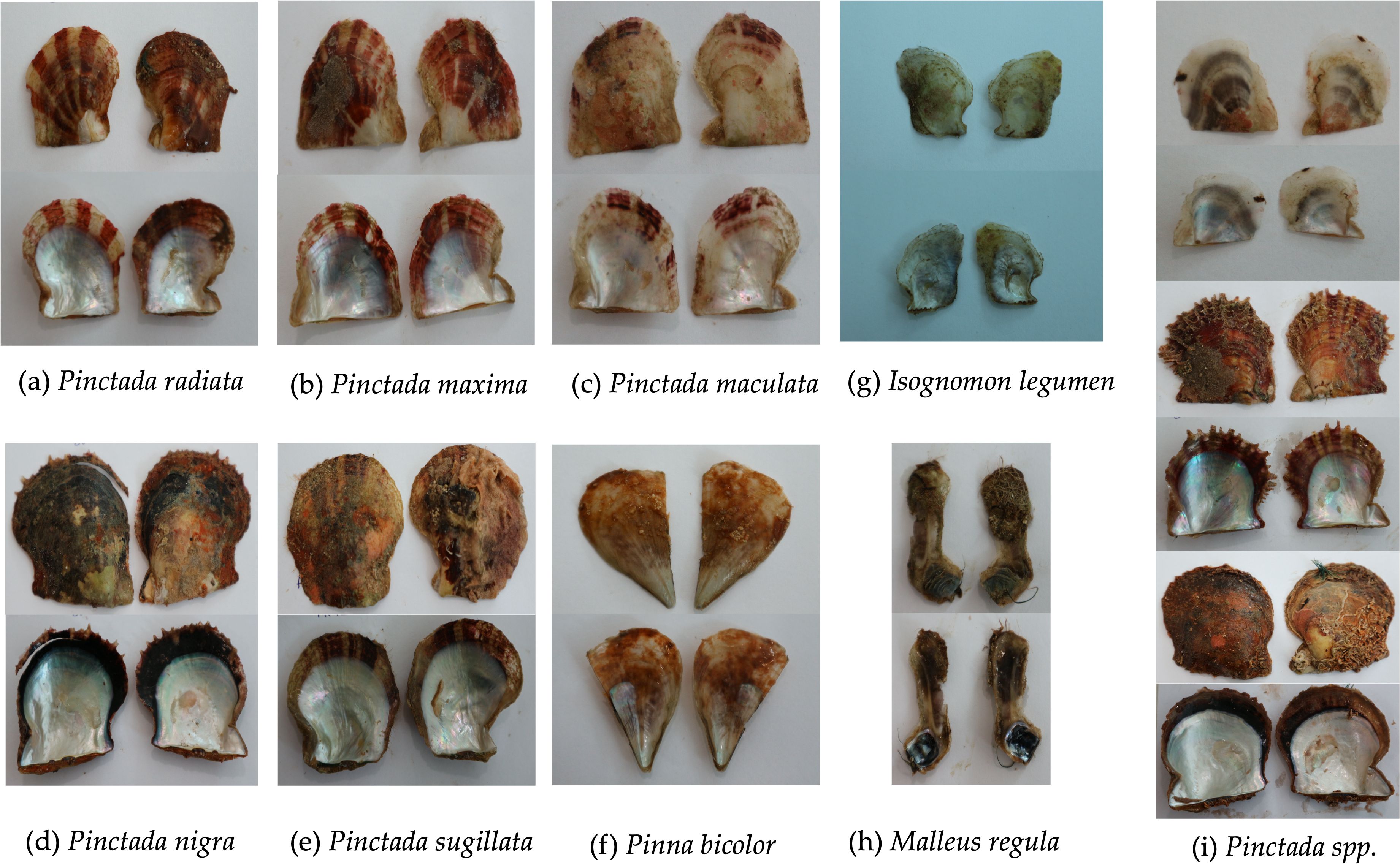 Various shell species are displayed in pairs, showcasing both the outer and inner surfaces. The species include Pinctada radiata, Pinctada maxima, Pinctada maculata, Pinctada nigra, Pinctada sugillata, Pinna bicolor, Isognomon legumen, Malleus regula, and Pinctada spp. The shells vary in color and texture, with some featuring iridescent interiors and others having rough, textured exteriors. Each pair is labeled with its respective species name.