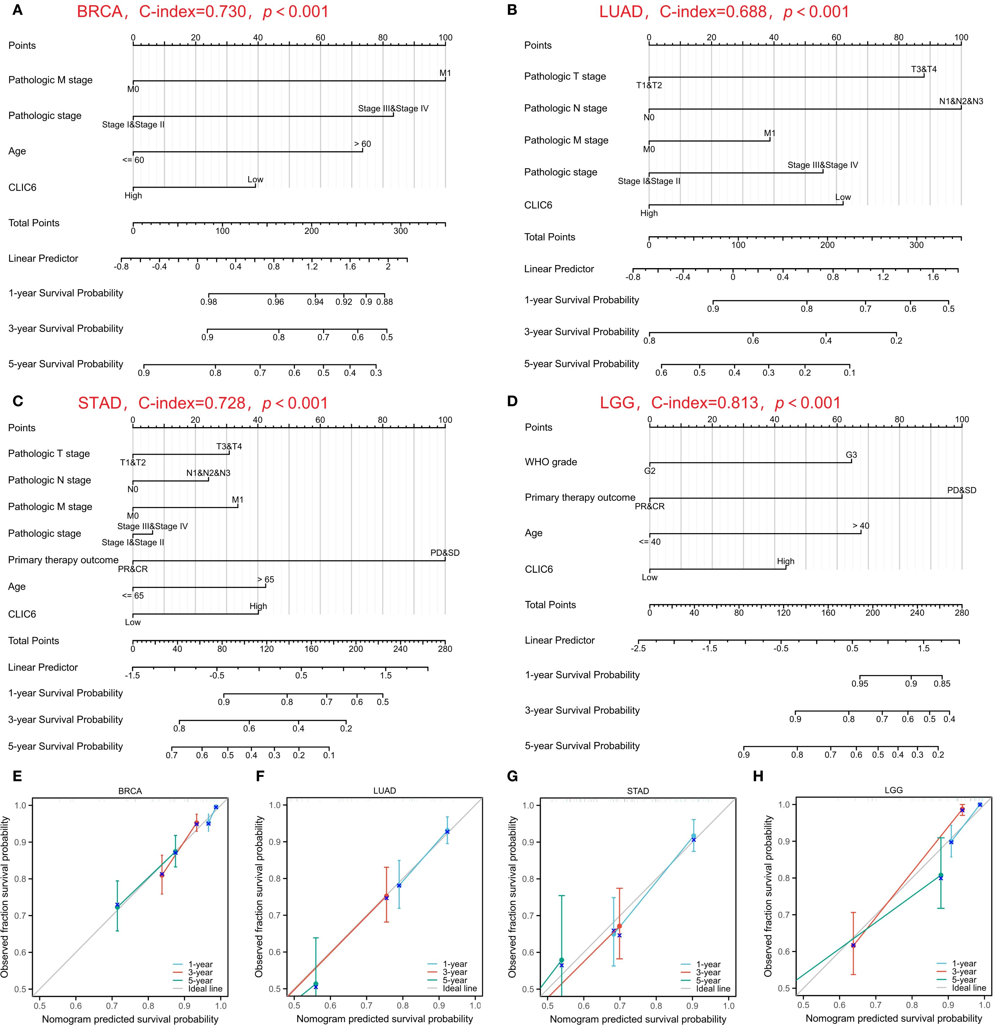 Statistical charts displaying nomograms and calibration curves for four cancer types: BRCA, LUAD, STAD, and LGG. Panels A-D show nomograms with variables like pathologic stage, age, and CLIC6 levels, indicating survival probability. C-index values are BRCA 0.730, LUAD 0.688, STAD 0.728, LGG 0.813, all with p < 0.001. Panels E-H present calibration curves comparing observed and predicted survival probabilities across different timeframes.