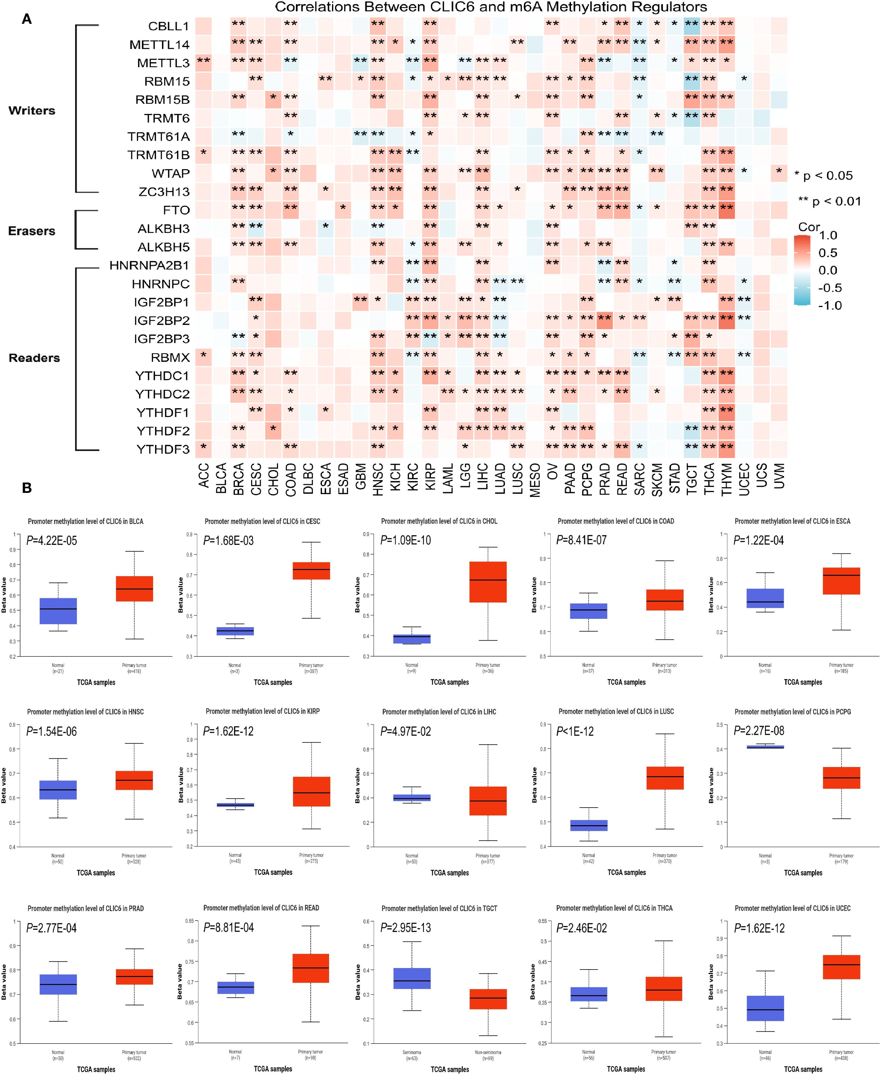 Heatmap and boxplot data on correlations between CLIC6 and m6A methylation regulators. Panel A features a heatmap, highlighting correlations among “Writers,” “Erasers,” and “Readers” across various cancer types, indicated by colors and significance symbols. Panel B contains multiple boxplots showing promoter methylation levels of CLIC6 across different cancer types, with significant differences indicated by P-values.