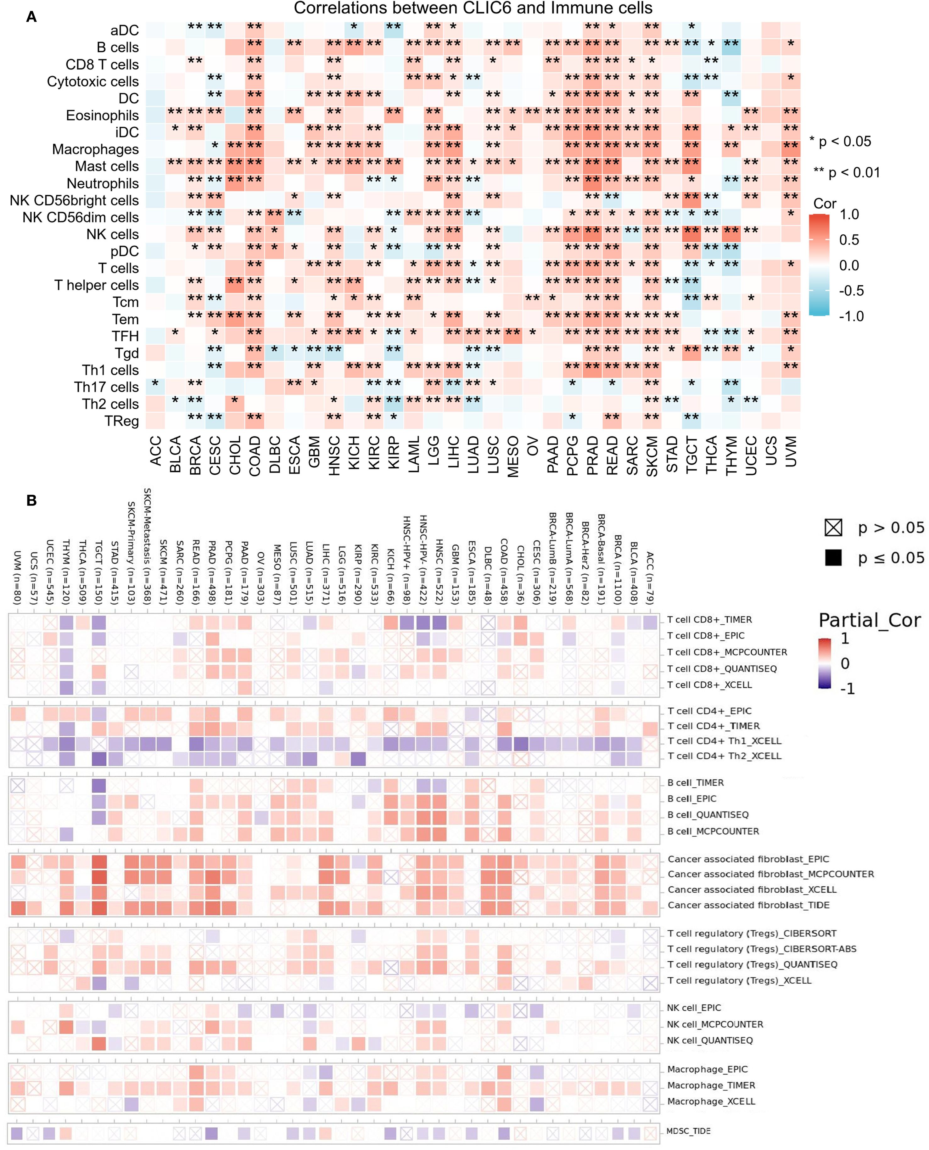 Heatmaps displaying correlations between CLIC6 and immune cell types. Panel A shows correlations across various cancer types with significance levels indicated by asterisks. Panel B presents partial correlations with different cell types using various methods. Color intensity signifies correlation strength, with red indicating positive and blue negative correlations.