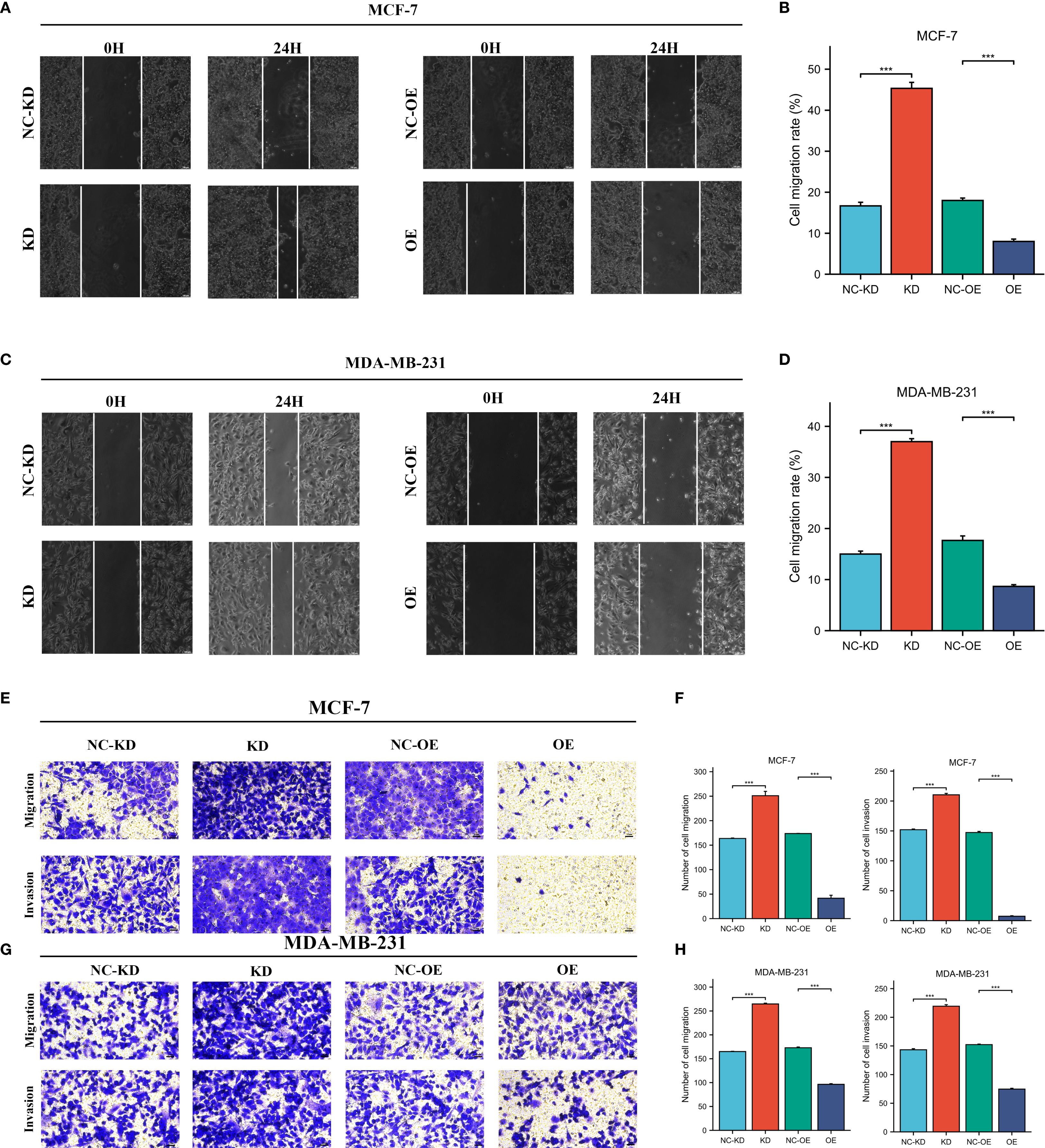 Images depicting cellular experiments including migration and invasion assays for MCF-7 and MDA-MB-231 cells. Panels A and C show scratch assay images at zero and twenty-four hours for different experimental conditions: NC-KD, KD, NC-OE, and OE. Panels B and D display bar graphs of cell migration rates. Panels E and G present images of migration and invasion assays. Panels F and H contain bar graphs showing the number of cells migrated and invaded for each condition, with significant differences indicated by asterisks.