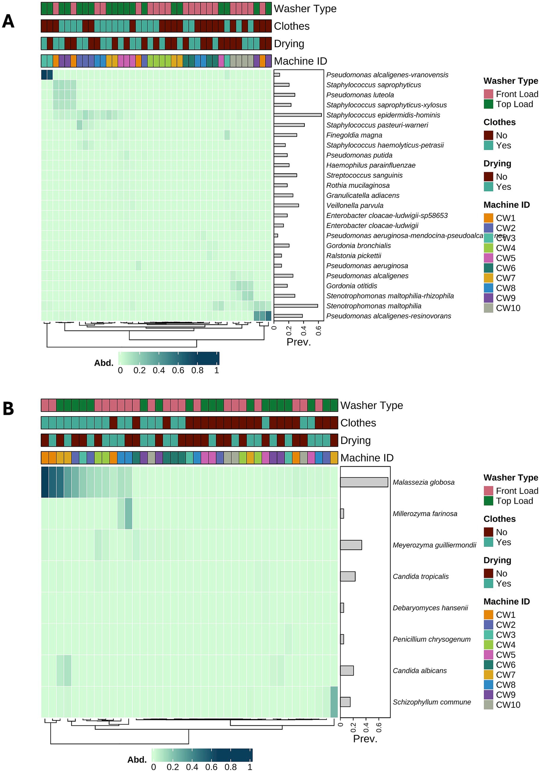 Two heatmaps labeled A and B display microbial prevalence in laundry settings. Each map shows data categorized by washer type, clothes presence, drying status, and machine ID. Heatmap A focuses on various bacteria with a prevalence scale, while B highlights different fungi. Color-coded bars depict categories, with a gradient scale indicating abundance. Key labels identify specific microbial species and categories.