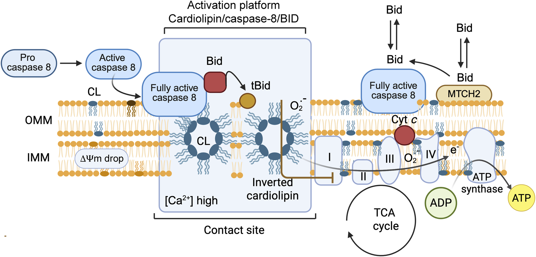 Diagram illustrating the activation platform involving cardiolipin, caspase-8, and BID. It shows procaspase-8 activation, leading to fully active caspase-8. The outer and inner mitochondrial membranes (OMM and IMM) include cardiolipin (CL), Bid, and tBid interactions. The contact site highlights an inverted cardiolipin, with Ca²⁺ high concentration. The electron transport chain is labeled I-IV, with cytochrome c (Cyt c) release, oxygen (O₂) involvement, and electron flow (e⁻). ATP synthase converts ADP to ATP, with the TCA cycle nearby. MTCH2 and membrane potential drop (ΔΨm) are also noted.