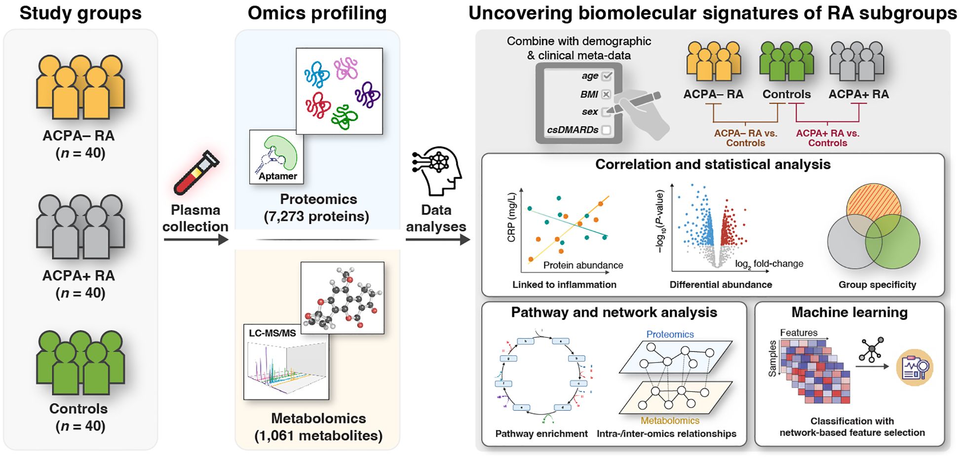 Study groups include ACPA negative RA, ACPA positive RA, and Controls with forty individuals each. Plasma is collected for omics profiling, analyzing proteomics and metabolomics. Data combines demographic and clinical information, involving correlation and statistical analyses for inflammation and differential abundance. Pathway and network analysis explore relationships, and machine learning is used for classification with network-based feature selection.