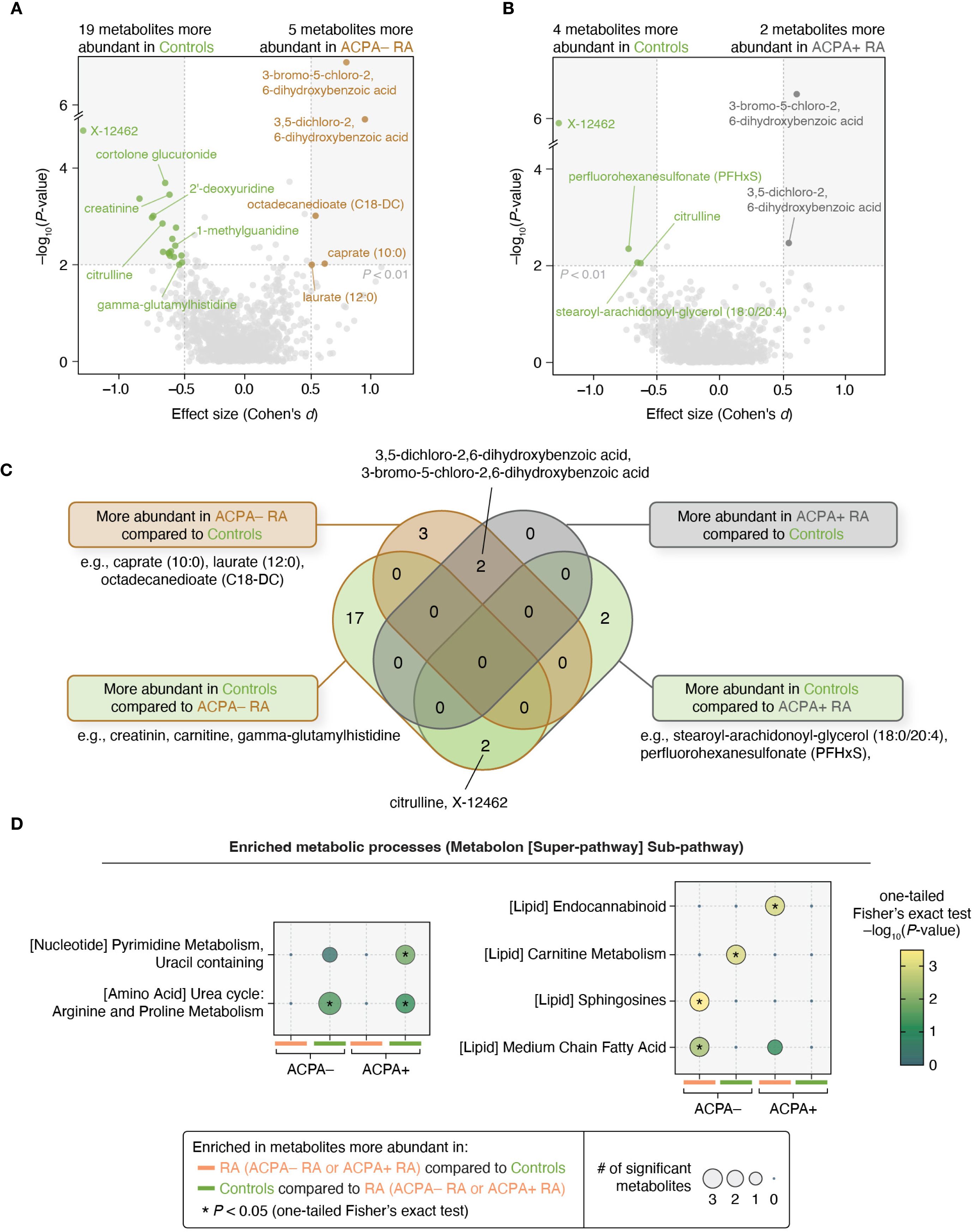 Metabolomics analysis. Panel A shows a volcano plot comparing metabolites abundant in Controls versus ACPA– RA, highlighting specific metabolites. Panel B compares metabolites in Controls versus ACPA+ RA, noting key differences. Panel C features a Venn diagram illustrating overlapping and distinct metabolites between groups. Panel D displays enriched metabolic processes and pathways, with bubble plots indicating the significance of enriched metabolic pathways related to ACPA– and ACPA+ groups.