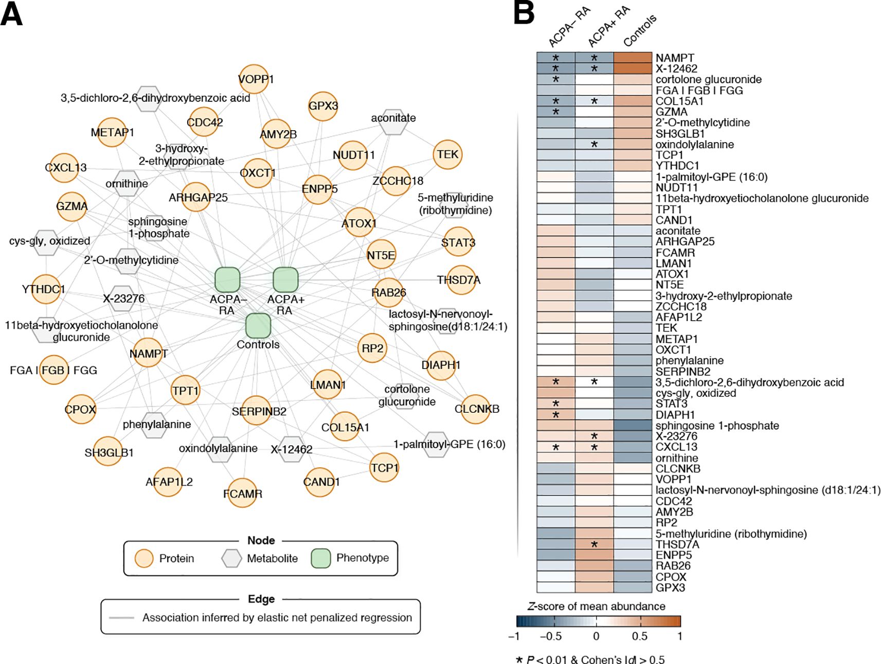 Diagram illustrating a network (Panel A) and heatmap (Panel B) analysis. Panel A depicts nodes representing proteins, metabolites, and phenotypes, connected by edges showing associations from elastic net penalized regression. Panel B shows a heatmap with a color gradient indicating scaled mean abundance of the proteins and metabolites across three groups: ACPA-RA, ACPA+ RA, and Controls. Asterisks indicate significant differences.