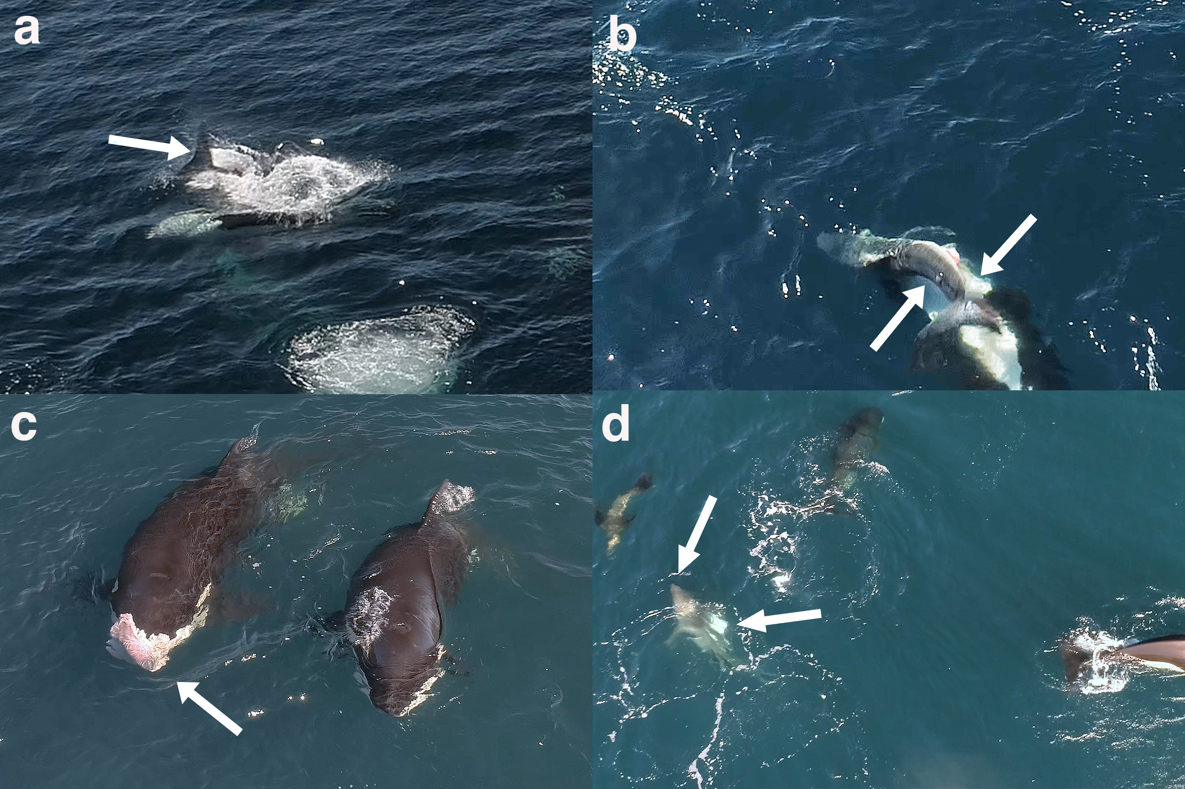 Four-panel image showing killer whales and sharks in the ocean. Panel a: A shark tail-splashing water. Panel b: Killer whale and shark interaction, with arrows indicating specific areas. Panel c: Two killer whales, with one displaying a pinkish tissue on its head, with an arrow indicating an specific area. Panel d: Killer whales and a wounded shark swimming, with arrows highlighting a particular section.